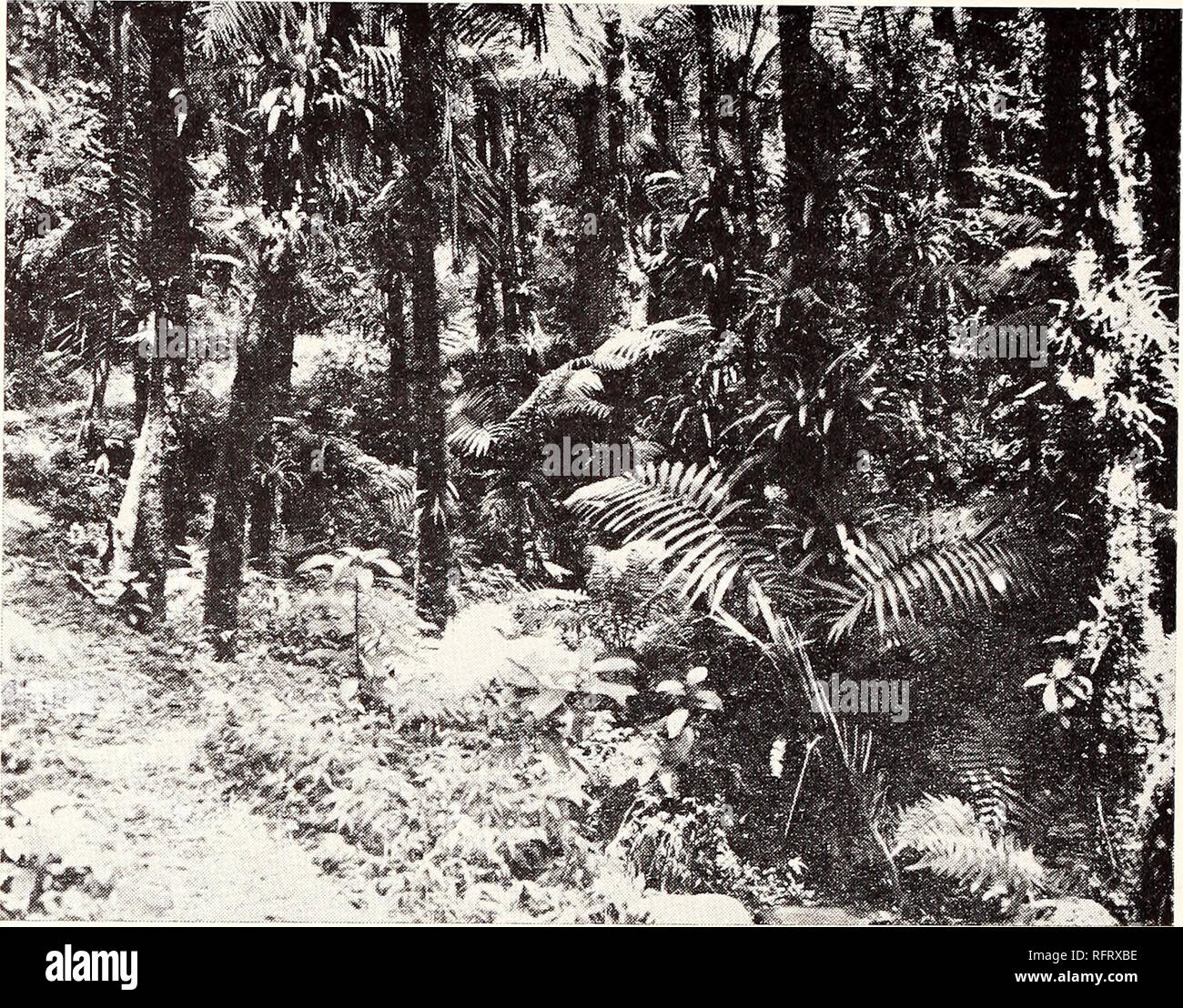 . The Caribbean forester. Forests and forestry Caribbean Area Periodicals; Forests and forestry Tropics Periodicals. 106 Caribbean Forester. Fig. 5.—Typical palm type forest in the upper La Mina Valley. This forest is purest along river courses, such as this one, or on very steep slopes. (Bosque ttpico del tipo palmar en el voile La Mina. Este bosqu'e es mas puro a lo largo de los cursos de agua (como en este caso) y en laderas muy inclinadas). (see Fig. 6). On the most exposed peaks it may be shrubby, and only 2 feet tall. Where it joins the lower types it is about 20 feet tall. The trees are Stock Photo