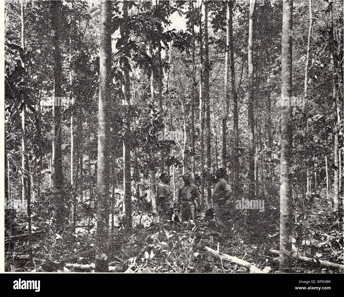 The Caribbean forester. Forests and forestry Caribbean Area Periodicals;  Forests and forestry Tropics Periodicals. Fig. 3.—Young jorest of the  Tabonuco Type 2 years after improvement cut- ting showing the dense flush