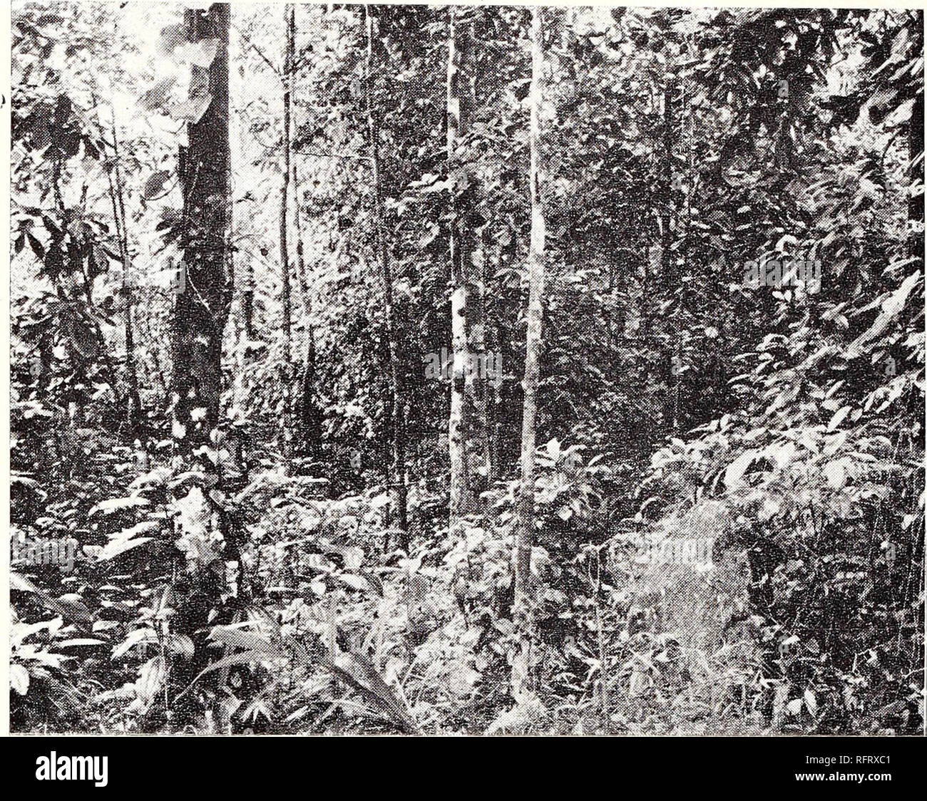 . The Caribbean forester. Forests and forestry Caribbean Area Periodicals; Forests and forestry Tropics Periodicals. 14 Caribbean Forester. Fig. 3.—Young jorest of the Tabonuco Type 2 years after improvement cut- ting showing the dense flush of under growth. (Rodal joven del Tipo Tabonuco 2 ahos despues de una corta pareial mostrando un marcado vigor en el sotobosque),. Please note that these images are extracted from scanned page images that may have been digitally enhanced for readability - coloration and appearance of these illustrations may not perfectly resemble the original work.. Southe Stock Photo