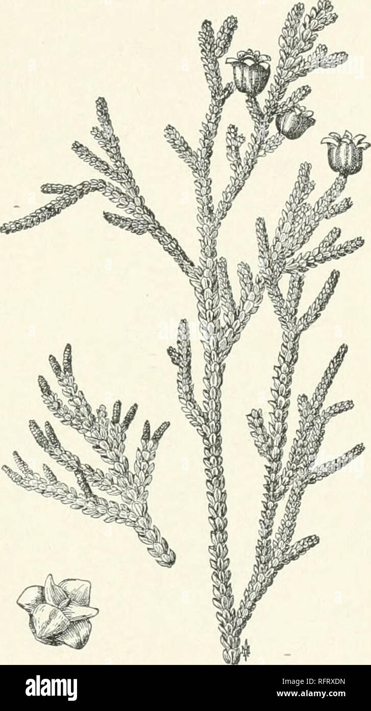 . The care of trees in lawn, street and park. With a list of trees and shrubs for decorative use. Trees; Trees. Cedars and Cypresses 219 or in single specimens on prominent points. They are adapted to a variety of soils and easily transplanted. T. occidentalis Linn. (11) is our native northern Arborvilce. or White Cedar, a medium-sized tree, narrowly conical, with compact head, which furnishes a large number of useful nurserymen's varieties with variegated foliage, dwarf habit, etc. The foliage is pale green, becoming brownish in winter. It is fine for avenue planting and also makes a perfect  Stock Photo