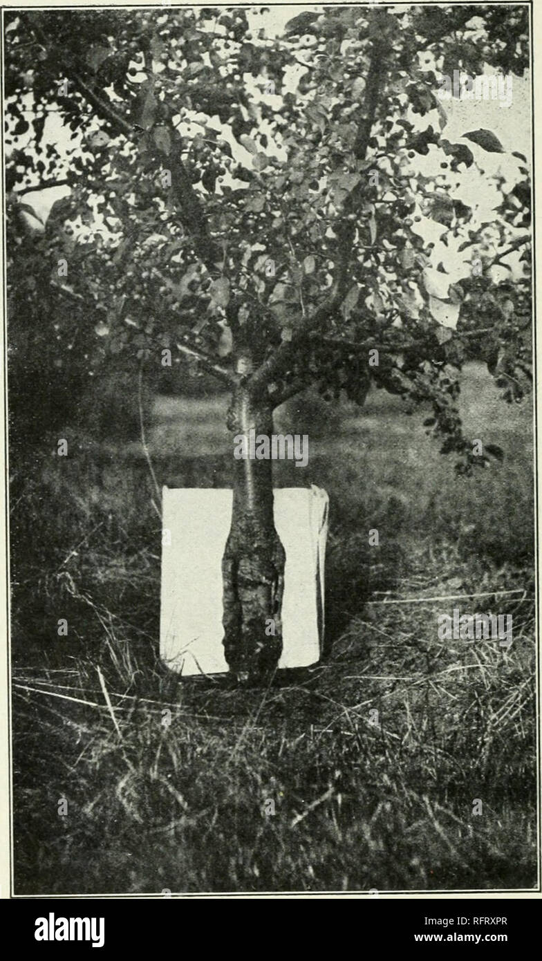 The care of trees in lawn, street and park. With a list of trees and shrubs  for decorative use. Trees; Trees. Fig. 45. — Successful bridging of a crab  apple by