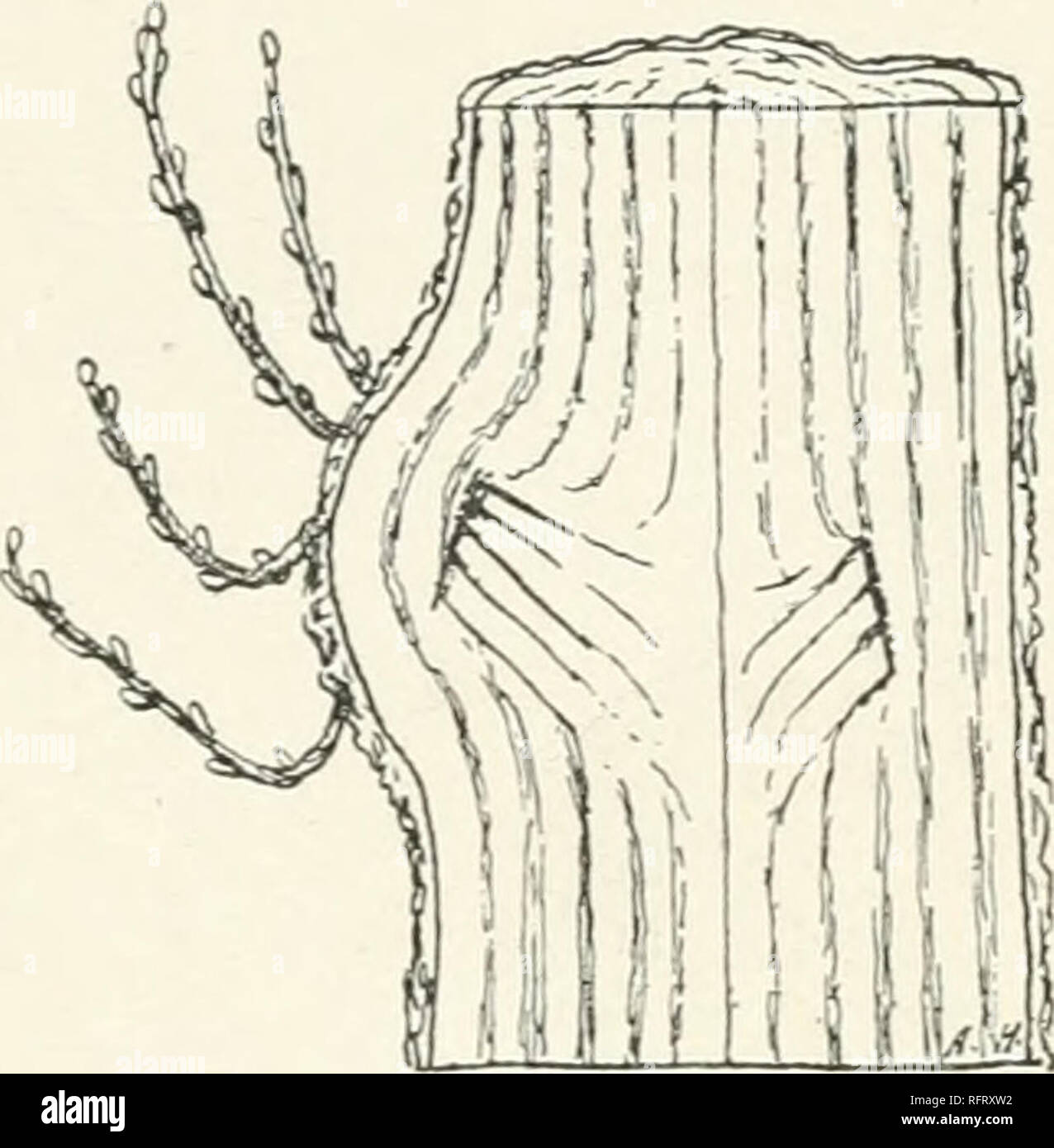 Heavily pruned fig tree hi-res stock photography and images - Alamy