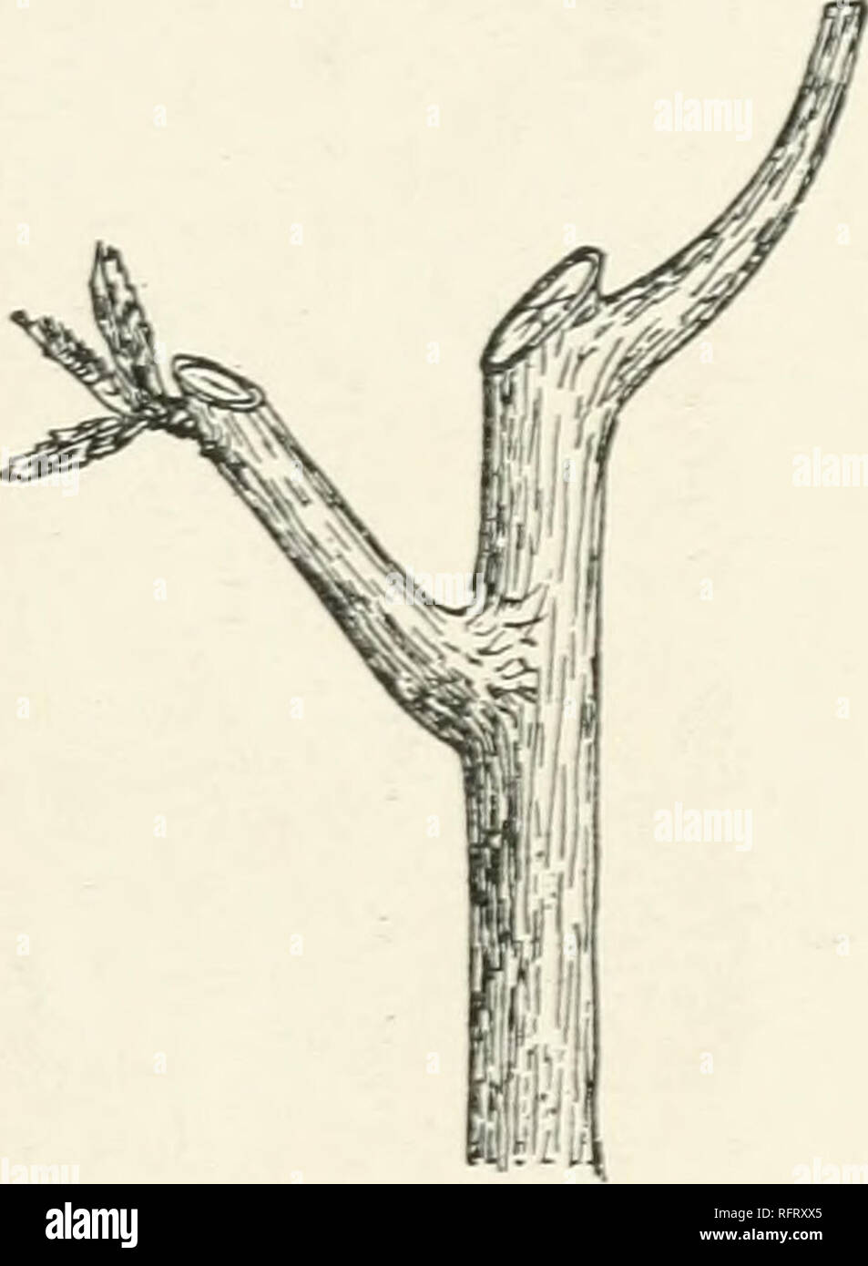 Callius Tree Callusing hi-res stock photography and images - Alamy