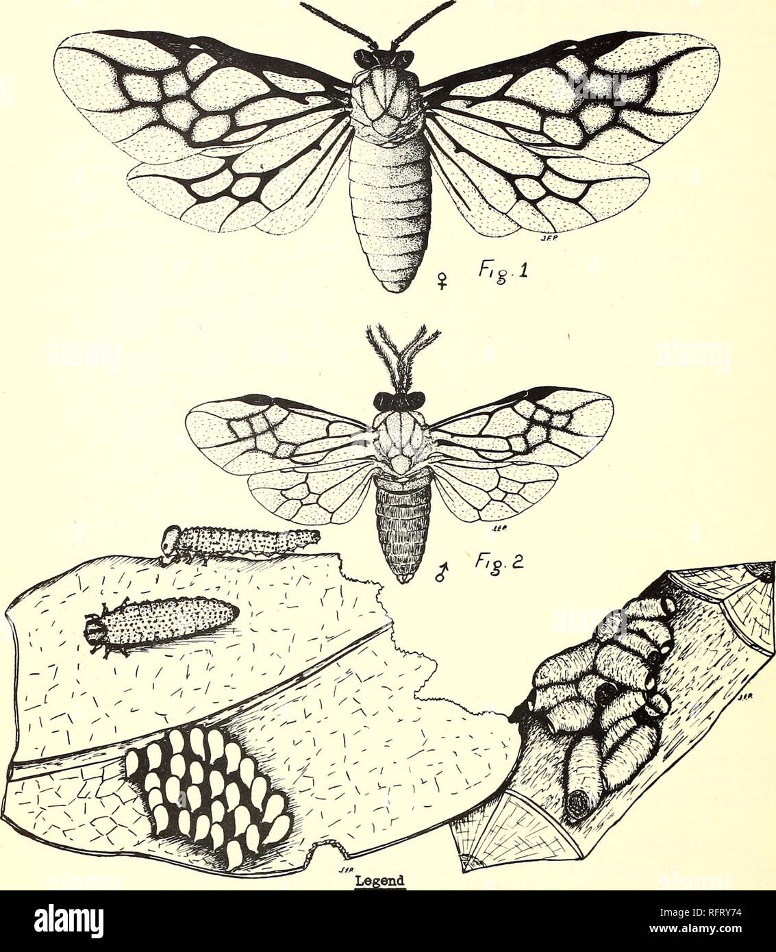 . The Caribbean forester. Forests and forestry Caribbean Area Periodicals; Forests and forestry Tropics Periodicals. Fi^. 3 Schlzocera krtigil Cresson (Tenthredinidae) . 4- Flg. 1 - Adult female (actual size 8 mm. long). Fig. 2 - Adult male (actual size 6 mm. long). Fig* 3 - Larvae 25 mm. long and eggs 2 mm. high. Fig. 4 - Pupal cases on branch (actual size 10 mm. z 6 mm.).. Please note that these images are extracted from scanned page images that may have been digitally enhanced for readability - coloration and appearance of these illustrations may not perfectly resemble the original work.. S Stock Photo
