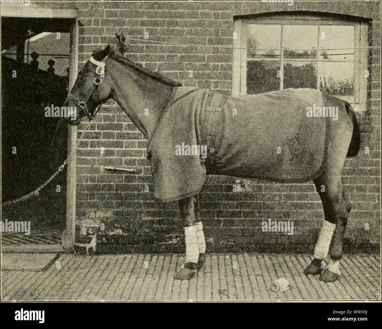 The Care Of Horses A Book For All Who Have Practical Charge Of Horses Horses First Aid In Emergency In Immediately Get Up Lose No Time In Getting To His