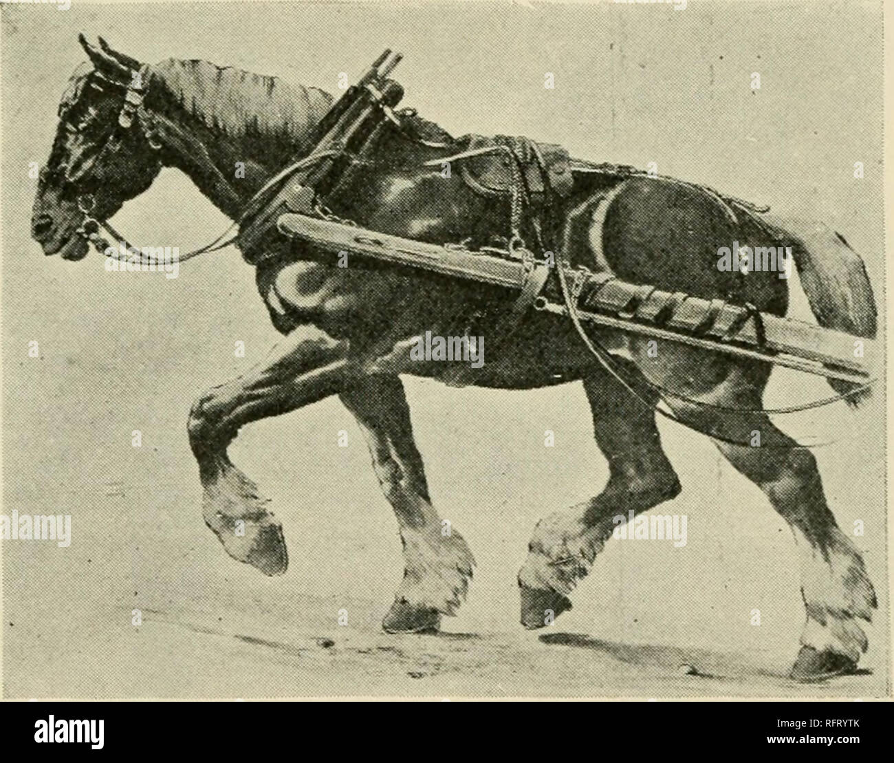 Bearing rein hires stock photography and images Alamy