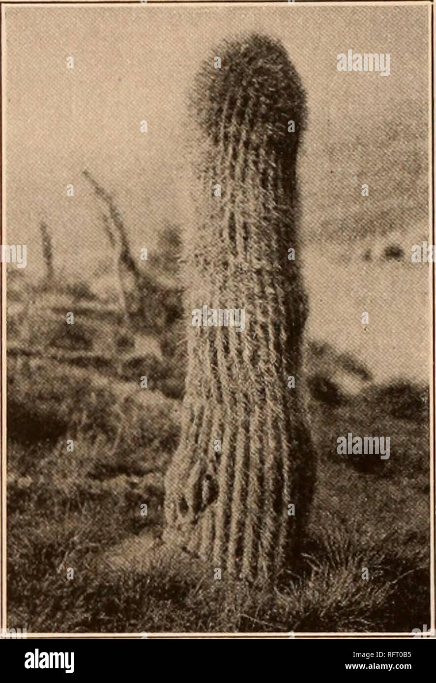 . Carnegie Institution of Washington publication. DENMOZA. 79 rather narrow flowers and exserted stamens there are suggestions of Cleistocactus, but the plant body is very different. It is more like some species of Echinopsis, to which, however, its flowers show little resemblance. It has no close relationship to Cereus or Cephalocereus. Denmoza differs from all other genera in this subtribe in producing long bristle-like spines from the flowering areoles of very old plants. 1. Denmoza rhodacantha (Salm-Dyck). Echinocactus rhodacanthus Salm-Dyck, Hort. Dyck. 341. 1834. Echinopsis rhodacantha S Stock Photo