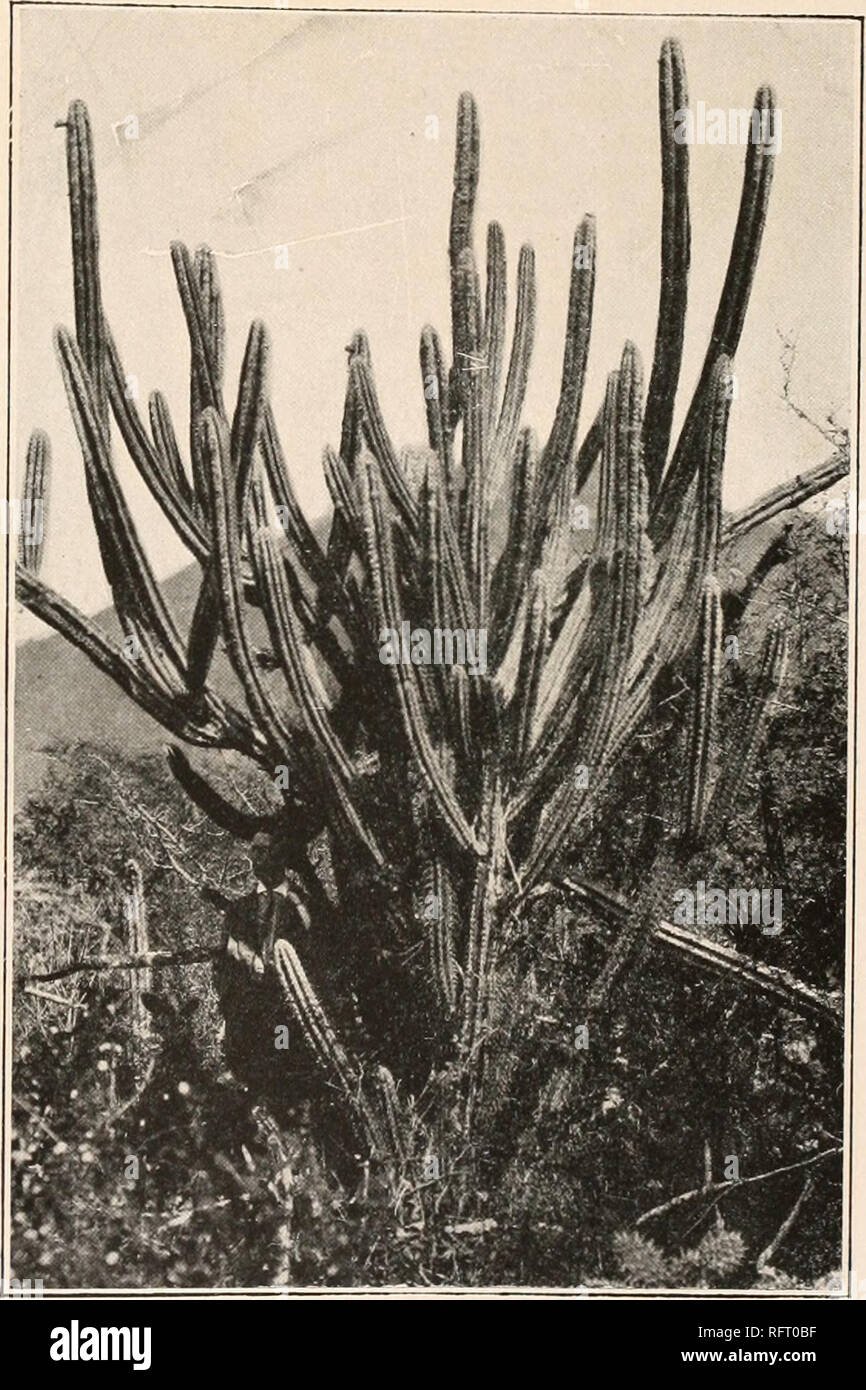 . Carnegie Institution of Washington publication. Figure 78 shows the type plant as it grows in thickets along the coast at Santa Rosa; figure 79 shows it as it grows in the open below Ayapamba, both from photographs by George Rose; figure 80 shows a flower and figure 81 a fruit collected by Dr. Rose near Ayapamba, Ecuador, in 1918. 42. Cephalocereus alensis (Weber) Britton and Rose, Contr. U. S. Nat. Herb. 12: 415. 1909. Pilocereus alensis Weber in Gosselin, Bull. Mus. Hist. Nat. Paris 11:508. 1905. Cereus alensis Vaupel, Monatsschr. Kakteenk. 23: 23. 1913. FIG. 80.—Flower of C. tweedyanus. X Stock Photo