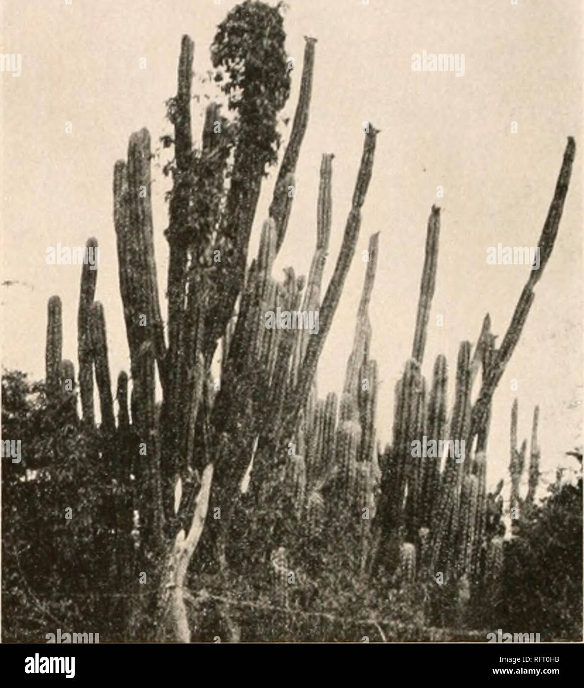 . Carnegie Institution of Washington publication. I'ic.- vi.—Flower of Cephalocertnis moritziamis. Kii.. IJK.- -Fruit uf suine. Both Xo.7.. FIG. 61.—Cephalocereus moritzianns. Figure 61 is from a photograph taken by Mrs. J. N. Rose near Puerto Cabello, Vene- zuela, in 1916; figure 59 shows the flower of this plant; figure 60 a fruit of same. 22. Cephalocereus arrabidae (Lemaire). Pilocereus arrabidae Lemaire, Rev. Hort. 1862: 429. 1862. Cereus U'ar»iin«ii Schumann in Martins, Fl. Bras. 4': 204. 1890. Pilocereus exerens Schumann in Engler and Prantl. Pflanzenfam. 36a; 181. Cephalocereus exerens Stock Photo
