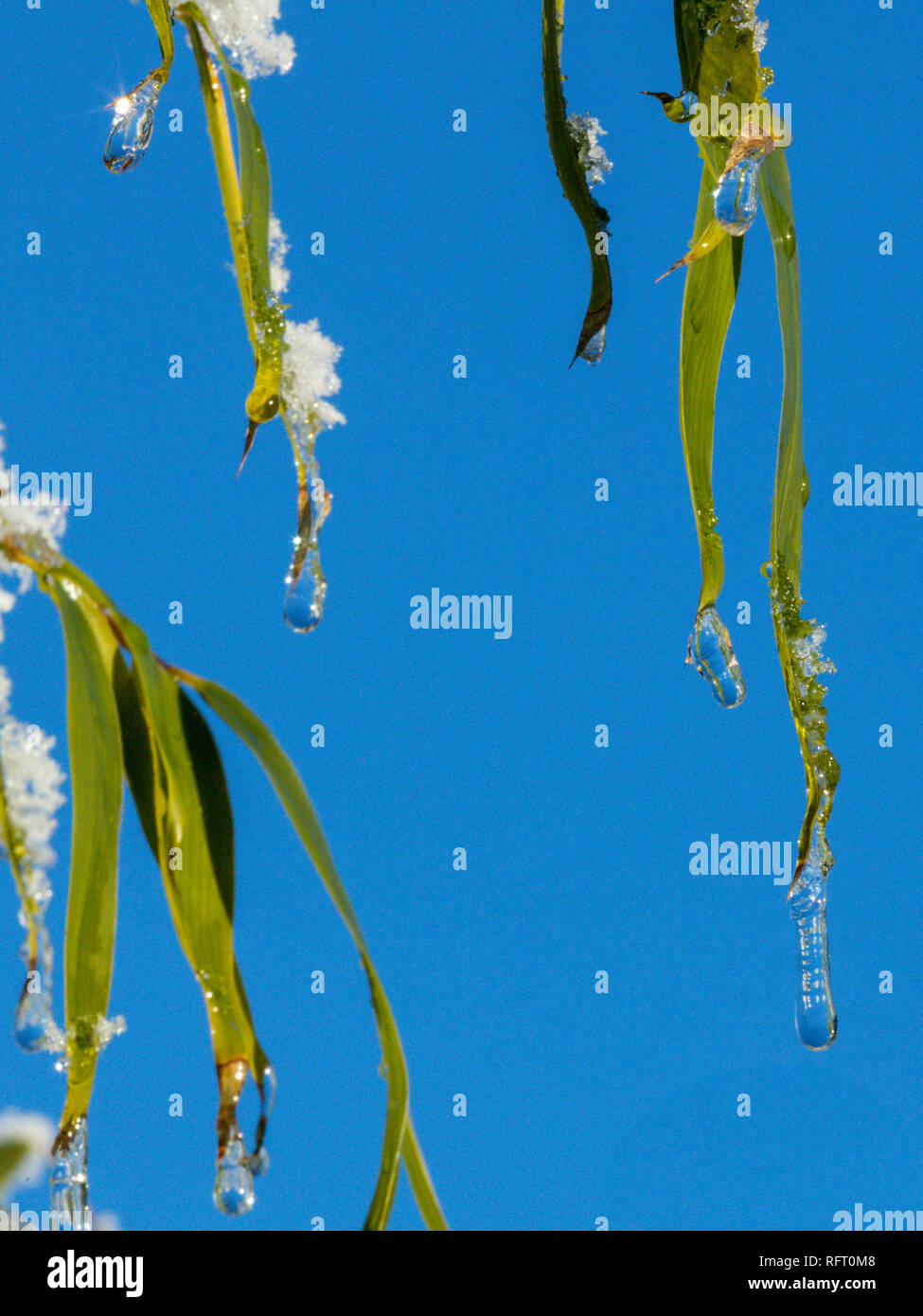Frosted water droplets on green leaves Stock Photo Alamy