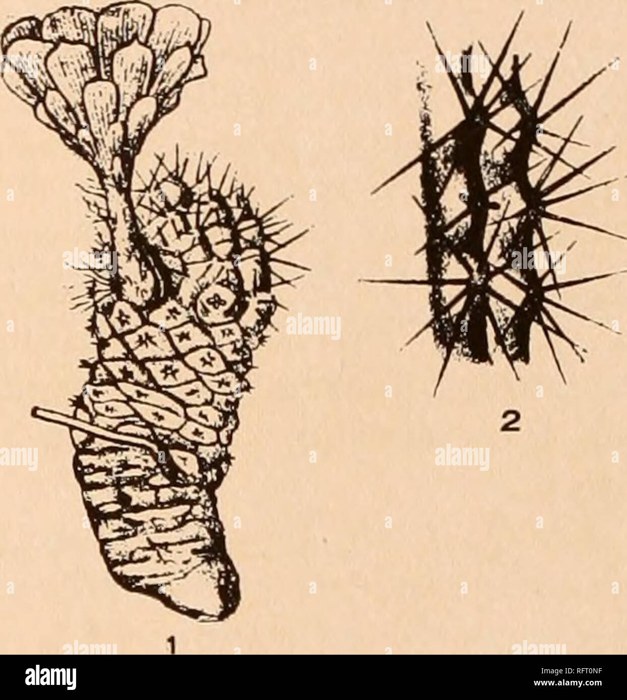 . Carnegie Institution of Washington publication. . Fig. 60.—Rebutia pygmaea. Fig. 60 a.—Plant and section of stem of Rebutia steinmannii. 4. Rebutia pygmaea (R. E. Fries). Echinopsis pygmaea R. E. Fries, Nov. Act. Soc. Sci. Upsal. IV. I1: 120. 1905. Simple, ovoid to short-cylindric, 1 to 3 cm. long, 1.2 to 2 cm. in diameter, or sometimes branched with 2 to many short joints from a much thickened root; tubercles small, more or less arranged into 8 to 12 spiraled rows; areoles narrow, somewhat lanate; spines all radial, 9 to 11, short, appressed, 2 to 3 mm. long, acicular, somewhat swollen at b Stock Photo