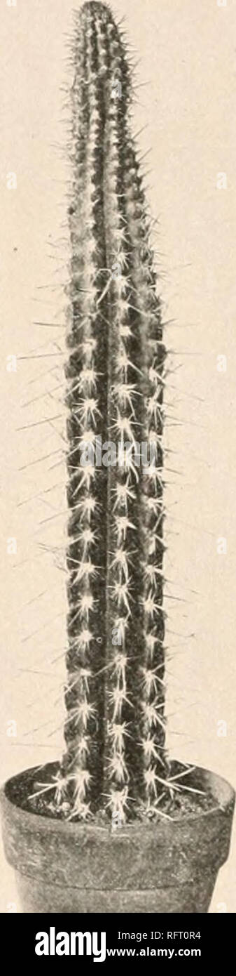 . Carnegie Institution of Washington publication. . I'i«.. .).:.—Cephalocereus leucostele. FIG. 43.—Cephalocereus smithianus. downward, dull green, with a few small scales, 7 cm. long, opening in the early evening; perianth- segments short, waxy, white, tightly recurved; stamens numerous, included; filaments white, the upper cluster thickly set all over the long throat, very short; the lower cluster few, fixed at top of short tube proper, longer than the others, bent in just above their bases forming a knee and pressing against the style; space between the two clusters of stamens short but def Stock Photo