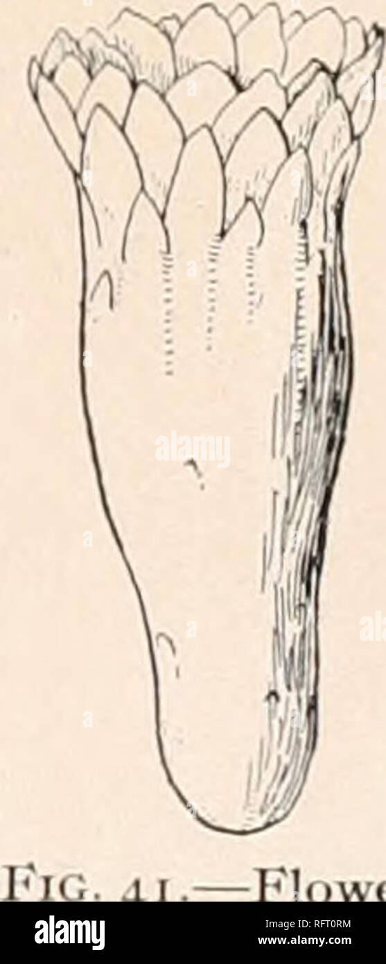 . Carnegie Institution of Washington publication. FIG. 40.—Cephalocereus gounellei. The perianth is relatively longer and narrower than that of other species of this genus. Illustrations: Monatsschr. Kakteenk. 18: 21, as Cereus setosus; Veg- etationsbilder 6: pi. 15, as Pilocereus setosus. Plate iv, figure 2, shows the top of a plant collected by Dr. Rose near Joazeiro, Bahia, in 1915. Figure 40 is a nearby view of a good-sized plant taken by P. H. Dorsett in northern Bahia, Brazil, in 1914. 12. Cephalocereus zehntneri sp. nov. Low, much branched, and spreading; branches 3 to 4 cm. in diameter Stock Photo