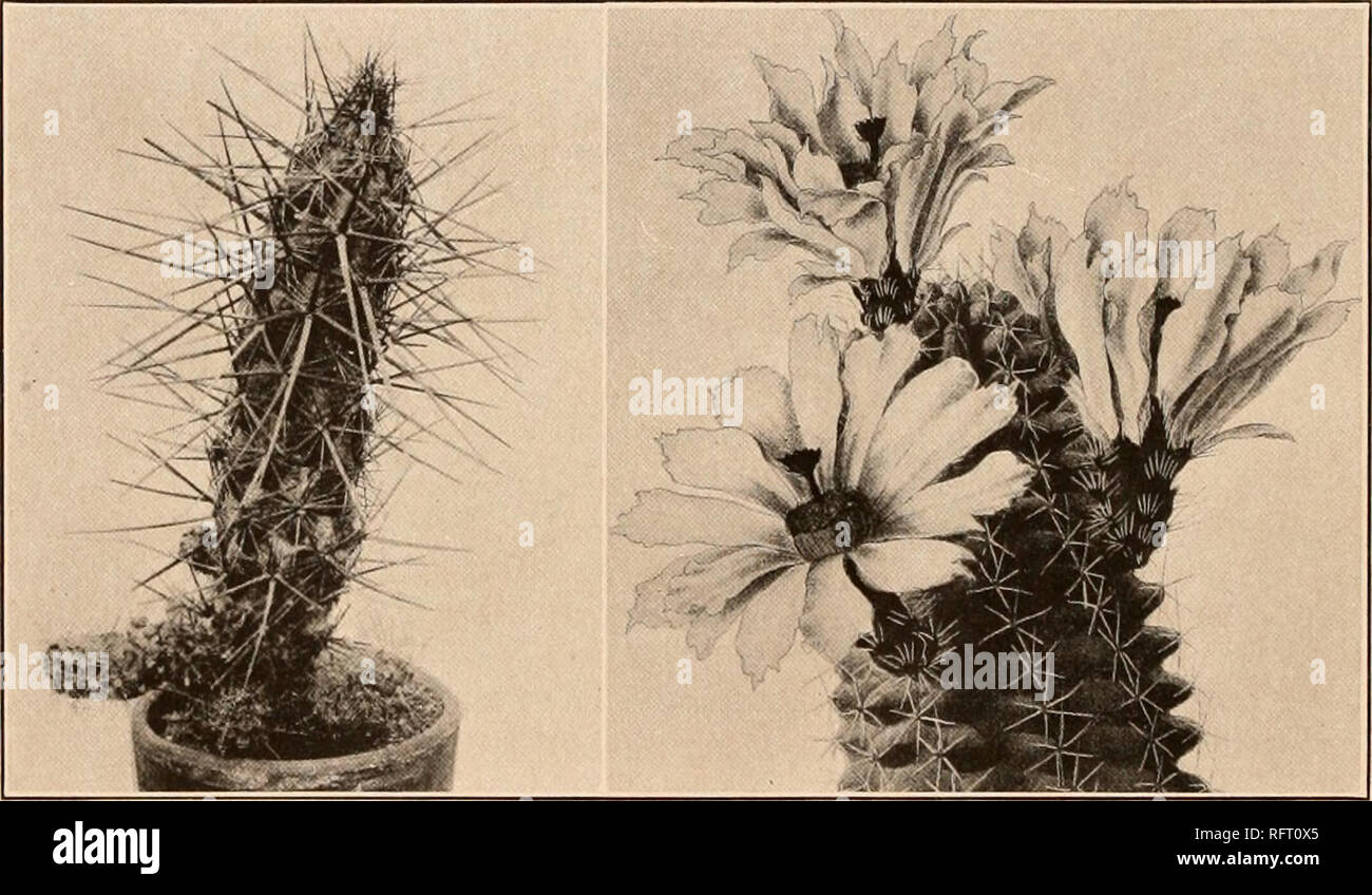 Carnegie Institution Of Washington Publication 34 The Cactaceae Plants Low Almost Buried In The Ground Ribs