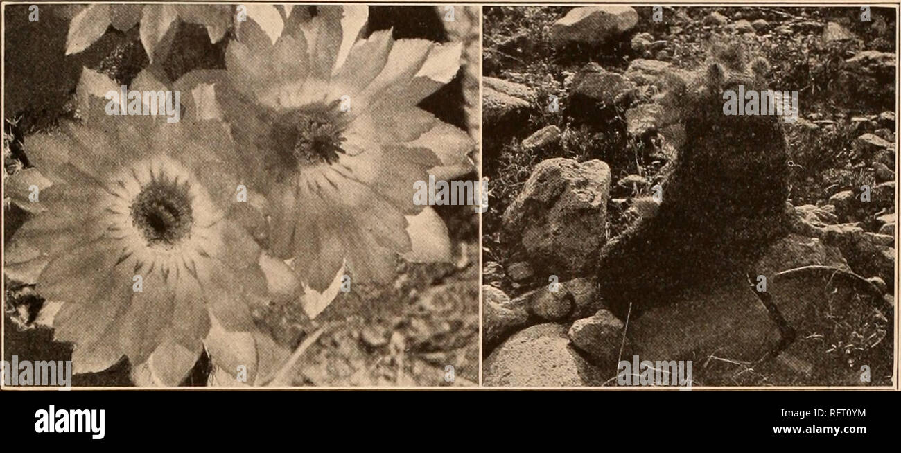 . Carnegie Institution of Washington publication. ECHINOCEREUS. 29 36. Echinocereus weinbergii Weingart, Monatsschr. Kakteenk. 22:83. 1912. Very stout, usually simple, at first globose, becoming conical, at least in cultivation, 13 cm. in diameter; ribs 15, acute, more or less undulate; areoles elliptic, approximate; radial spines 9 to 12, pectinate, 3 to 12 mm. long, at first white or rose but in age yellowish; central spines none; flowers diurnal, 3.6 cm. broad, rose-colored; inner perianth-segments in several series, 1.5 to 3 cm. long, 4 to 5 mm. broad, lanceolate, acuminate; fruit not know Stock Photo