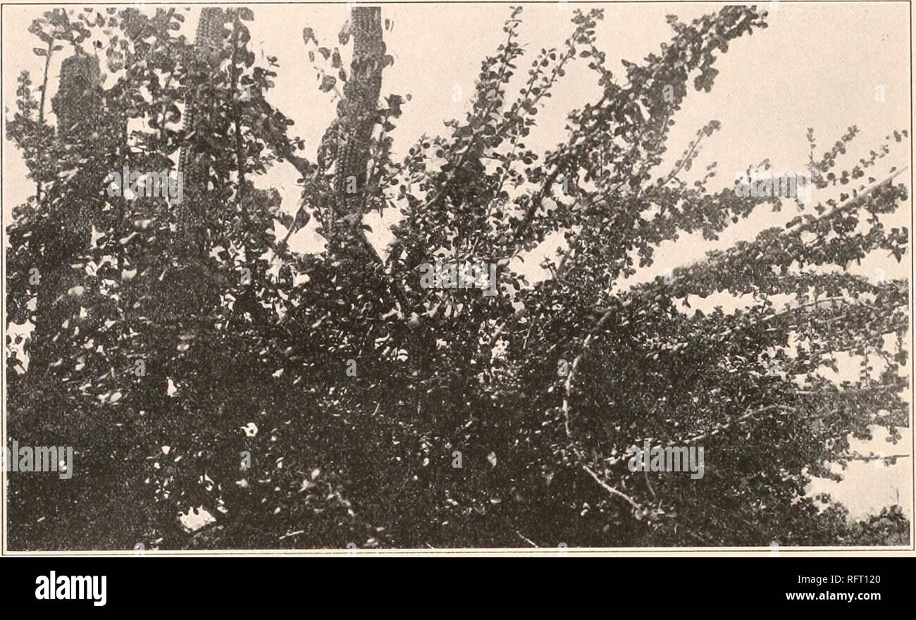 carnegie institution of washington publication the cactaceae 1iii 25pereskiopsis apparently p rotimdifolia with other cacti in the background 6 pereskiopsis porteri brandegce britton and rose smiths misc coll 50332 1907 opuntia porteri brandegee in weber diet hort bois 899 1898 opuutia hriiiidikiii schtiinaiiii gcsamtb kakteen 653 1898 pereskiopsis liniinlccci britton and rose smiths misc coll 50 331 1907 stems stout woody branching 6 to 12 dm high 3 cm in diameter the old areoles bearing 3 to 8 stout spines 3 to 5 cm long but on the trunk of RFT120 8 Types of Pereskiopsis Cacti