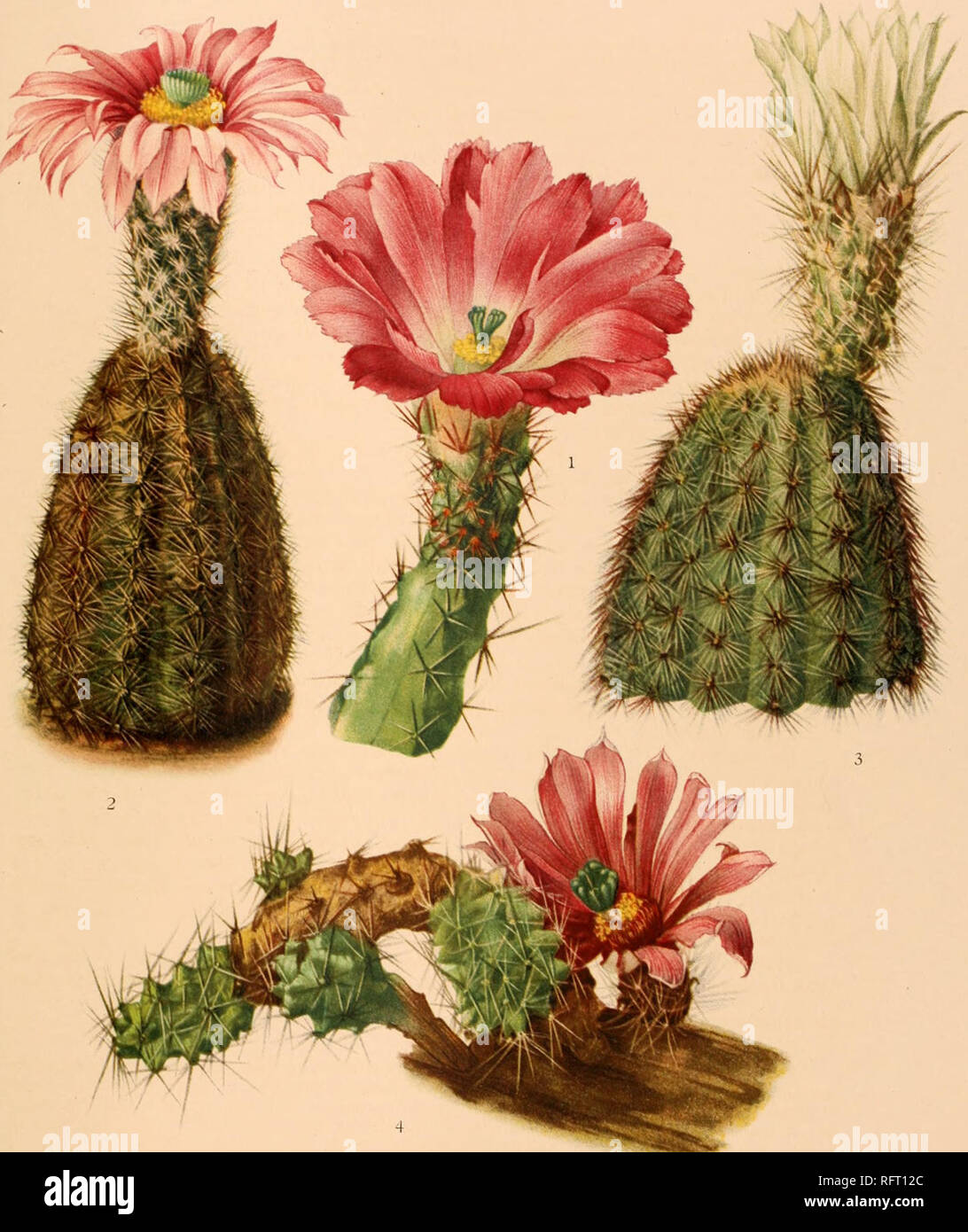 . Carnegie Institution of Washington publication. BRITTON AND ROSE, VOL. Ill PLATE II. M. K. Eaton del. 1. Top of flowering plant of Echinocereus pentalophus. 2. Flowering plant of Echinocereus fitchii. 3. Top of flowering plant of Echinocereus grandis. 4. Flowering plant of Echinocereus blanckii. (All natural size.). Please note that these images are extracted from scanned page images that may have been digitally enhanced for readability - coloration and appearance of these illustrations may not perfectly resemble the original work.. Carnegie Institution of Washington. Washington, Carnegie In Stock Photo