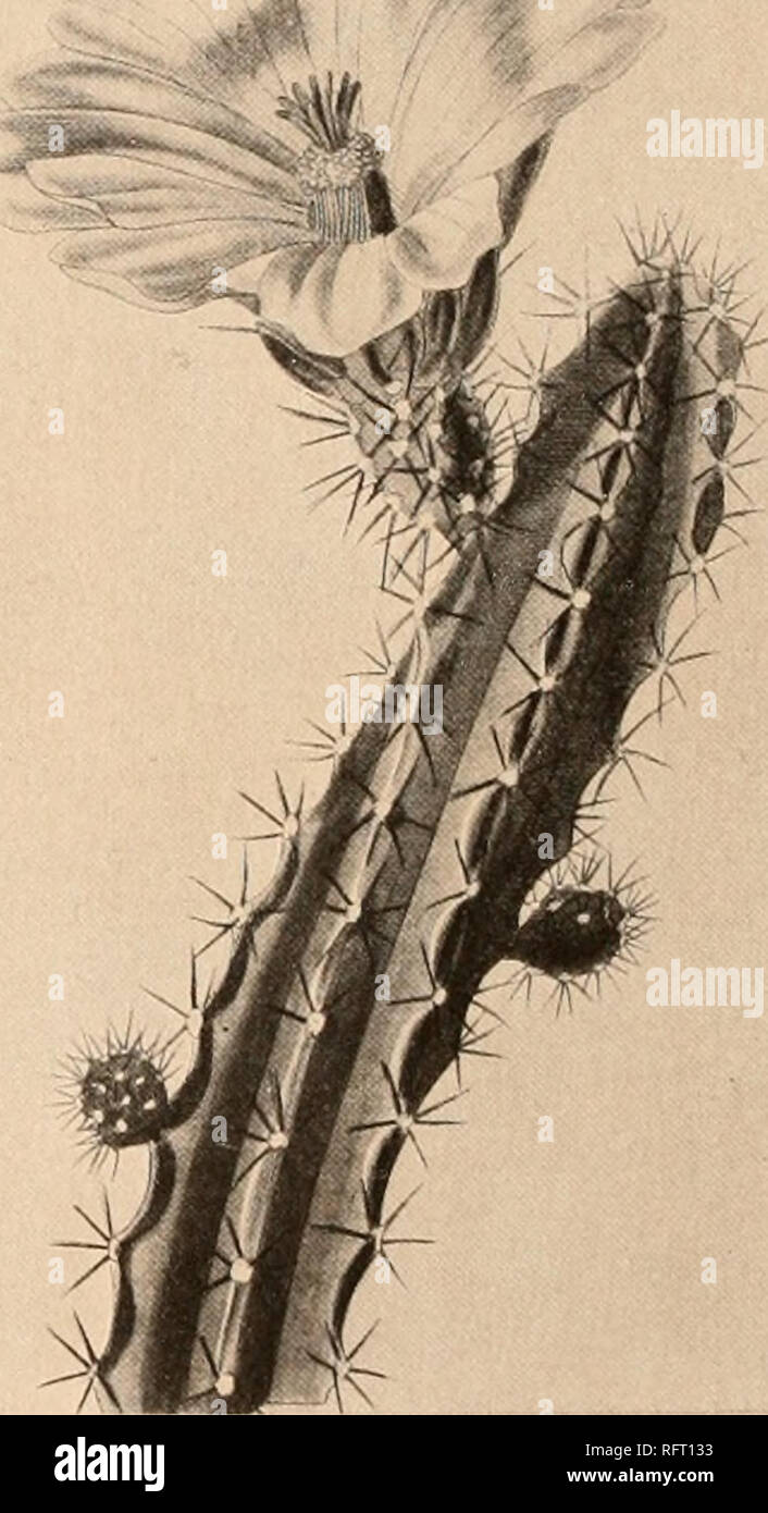 . Carnegie Institution of Washington publication. . Fig. 20.—Echinocereus etenoides. Fig. 20 a.—Echinocereus pentalophus. 26. Echinocereus blanckii* (Poselger) Palmer, Rev. Hort. 36: 92 Cereits blanckii Poselger, Allg. Gartenz. 21: 134. 1853. Cereus berlandieri Engelmann, Proc. Amer. Acad. 3: 286. 1856. Echinocereus poselgerianus Linke, Allg. Gartenz. 25: 239. 1857. Echinocereus berlandieri Riimpler in Forster, Handb. Cact. ed. 2 Echinocereus leonensis Mathsson, Monatsschr. Kakteenk. 1: 66. Cereus leonensis Orcutt, West Amer. Sci. 13: 27. 1902. Cereus poselgerianus Berger, Rep. Mo. Bot. Gard.  Stock Photo