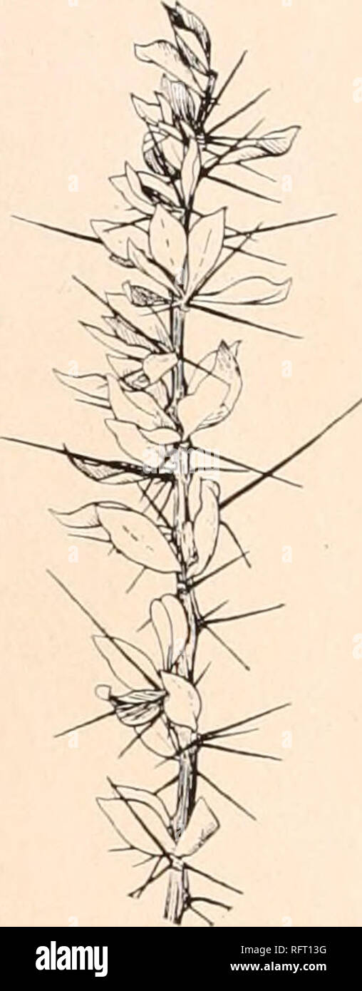 . Carnegie Institution of Washington publication. . FIG. 18.—Pereskia cubensis. FIG. 19.—Pereskia cubensis. Type locality: In Cuba. Distribution: Near the southern coast of eastern and central Cuba. The tree is abundant on the plain between Guantanamo and Caimanera, Oriente, where the type specimens were collected; it also inhabits coastal thickets at Ensenada de Mora, in southwestern Oriente, the plants of this colony bearing leaves with less acute apices than those of the typical ones. A single plant was also observed on La Vigia Hill, at Trinidad, province of Santa Clara, which had shorter  Stock Photo