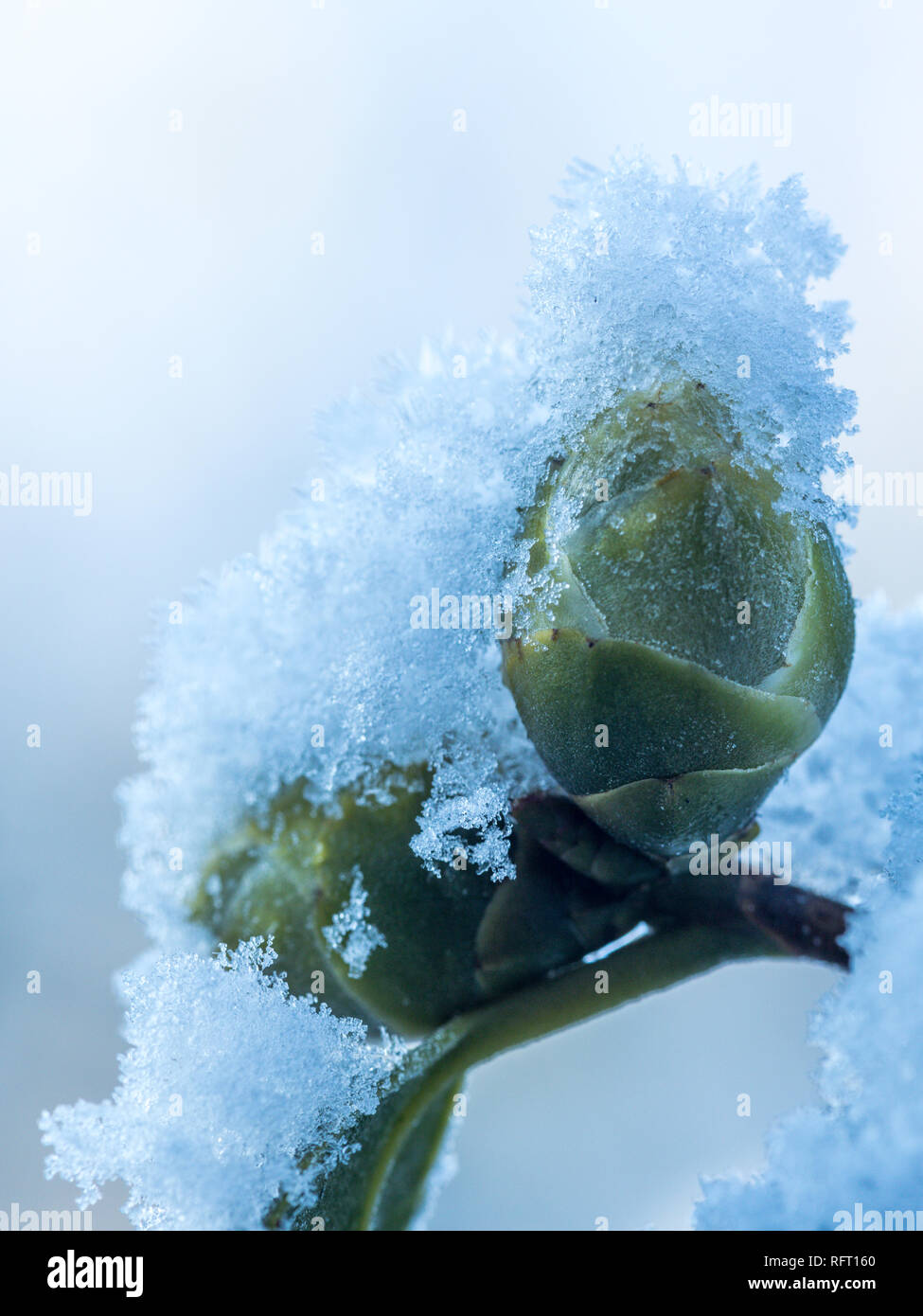 Japanese snow flower hires stock photography and images Alamy