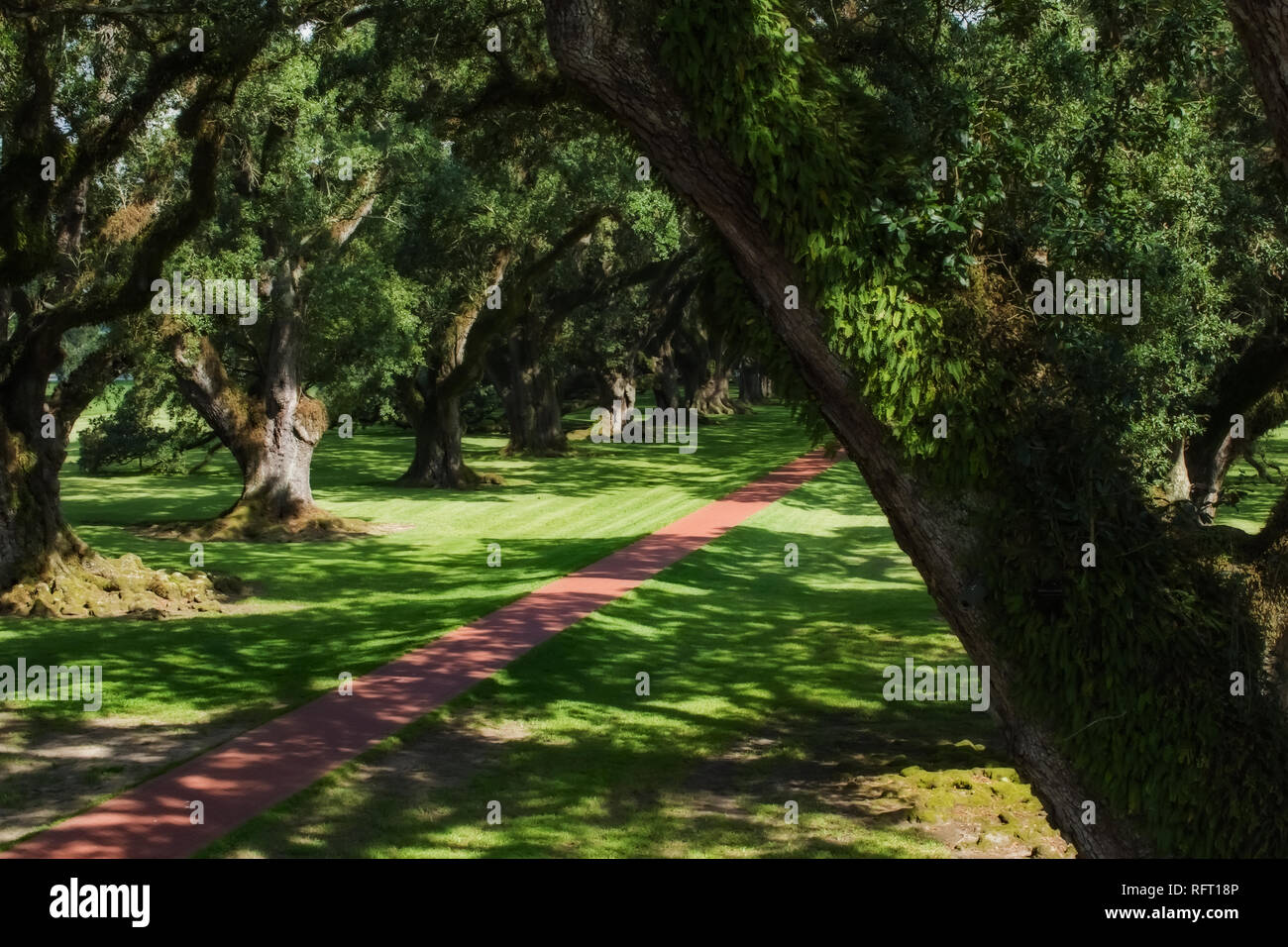 Large Oaks at the Plantation Stock Photo Alamy