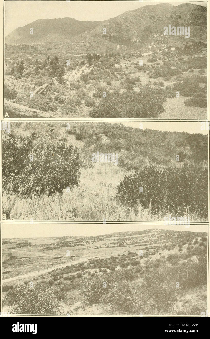 . Carnegie Institution of Washington publication. CLEMENTS Pet ran Chaparral. A. Quercus-Rhus-Cercocarpus association, Manitou, Colorado. B. Detail of same. Quercus and Rhus in foreground, Cercocarpus behind, Manitou. Colorado. C. Cercocarpus parvifolius consociation, Chugwater, Wyoming.. Please note that these images are extracted from scanned page images that may have been digitally enhanced for readability - coloration and appearance of these illustrations may not perfectly resemble the original work.. Carnegie Institution of Washington. Washington, Carnegie Institution of Washington Stock Photo