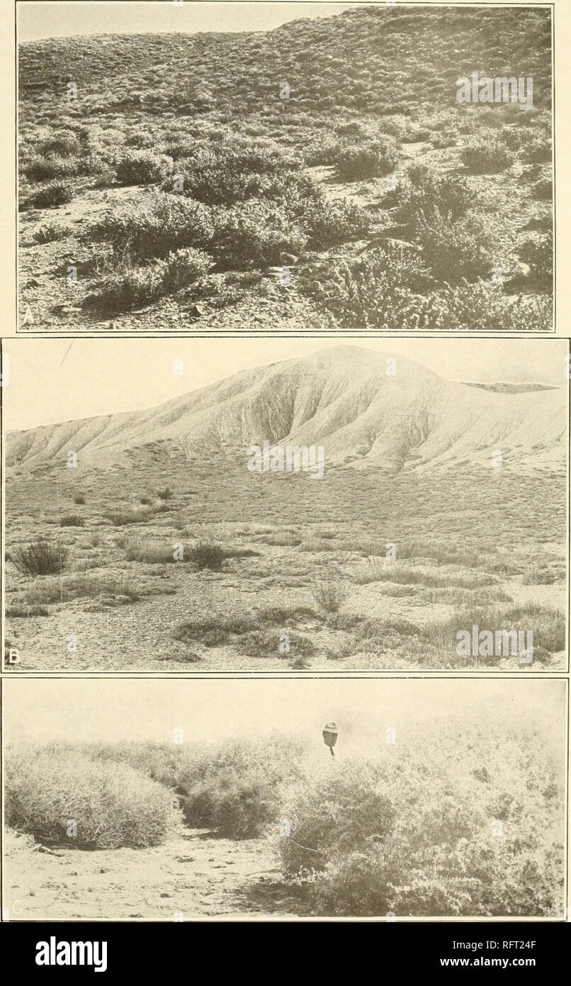 . Carnegie Institution of Washington publication. CLEMENTS Basin Sagebrush. A. Atriplex conferlifolia consociation, Delta, Colorado. B. Atriplex corrugata consociation, Thompson, Utah. C. Atriplex lentiformis consociation, Salton Sea, California.. Please note that these images are extracted from scanned page images that may have been digitally enhanced for readability - coloration and appearance of these illustrations may not perfectly resemble the original work.. Carnegie Institution of Washington. Washington, Carnegie Institution of Washington Stock Photo
