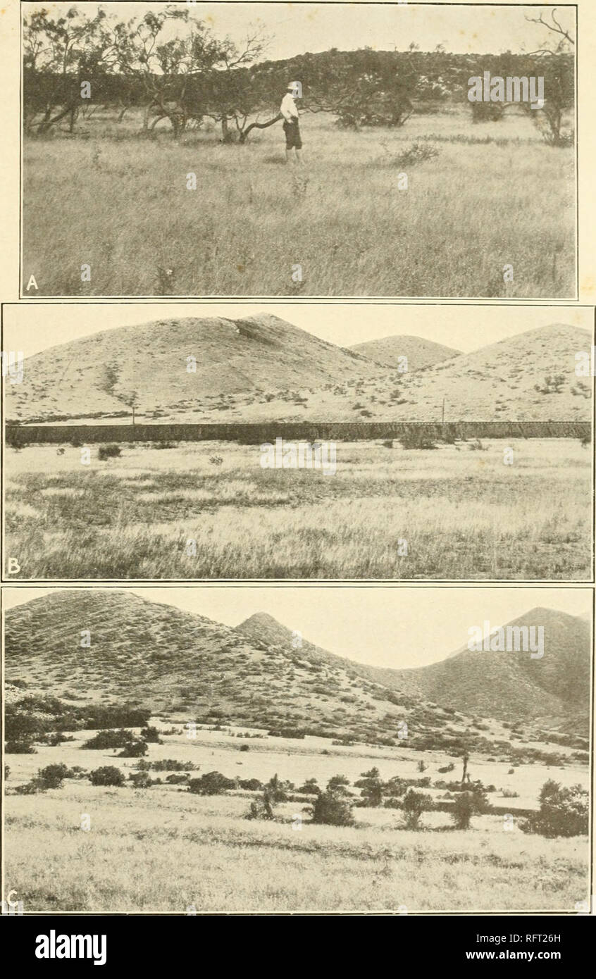 . Carnegie Institution of Washington publication. Desert Plains. A. Bouteloua-Aristida association, Sweetwater, Texas. B. Bouteloua gracilis, Scleropogon brevifolius, and Httaria mutica valley, B, &lt; gracilis, racemosa hills. Van Horn. Texas. C. Bovieloua 'inn His, hirsuta, eriopoda, and Aristida dicar Iraki, Jornada Reserve, Las Cruces, New Mexico.. Please note that these images are extracted from scanned page images that may have been digitally enhanced for readability - coloration and appearance of these illustrations may not perfectly resemble the original work.. Carnegie Institution of  Stock Photo
