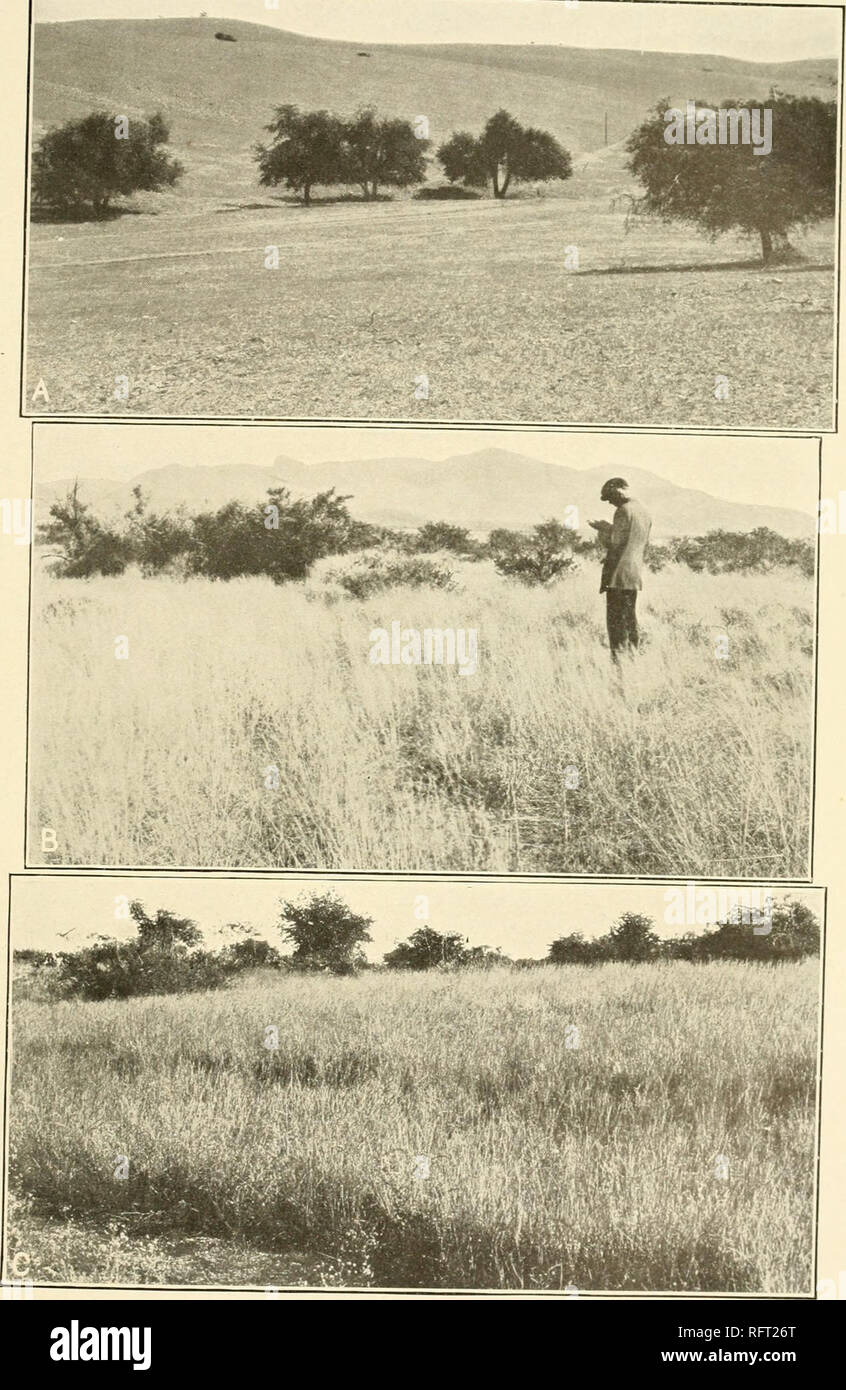 . Carnegie Institution of Washington publication. CLEMENTS Desert Plains PLATE 28 â HP*'  Â»ip^^.JW^*. A. Boutdoua-HiUiria association, Empire Valley, Arizona. B. Bouteloua rothrockii and Aristida divaricata, Santa Rita Reserve, Tucson, Arizona. C. Bouteloua race?nosa consociation, Oracle, Arizona.. Please note that these images are extracted from scanned page images that may have been digitally enhanced for readability - coloration and appearance of these illustrations may not perfectly resemble the original work.. Carnegie Institution of Washington. Washington, Carnegie Institution of Washin Stock Photo