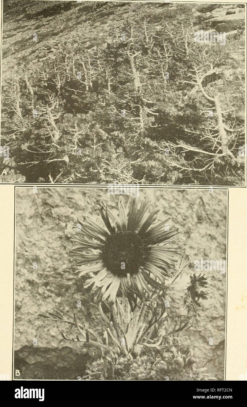 . Carnegie Institution of Washington publication. CLEMENTS. A. Alpine fir (Abies lasiocarpa) at timber line, showing the dwarfing effect of high altitudes. Long's Peak, Colorado. B. An alpine dwarf (Rydbergia grandiflora), Pike's Peak, Colorado.. Please note that these images are extracted from scanned page images that may have been digitally enhanced for readability - coloration and appearance of these illustrations may not perfectly resemble the original work.. Carnegie Institution of Washington. Washington, Carnegie Institution of Washington Stock Photo