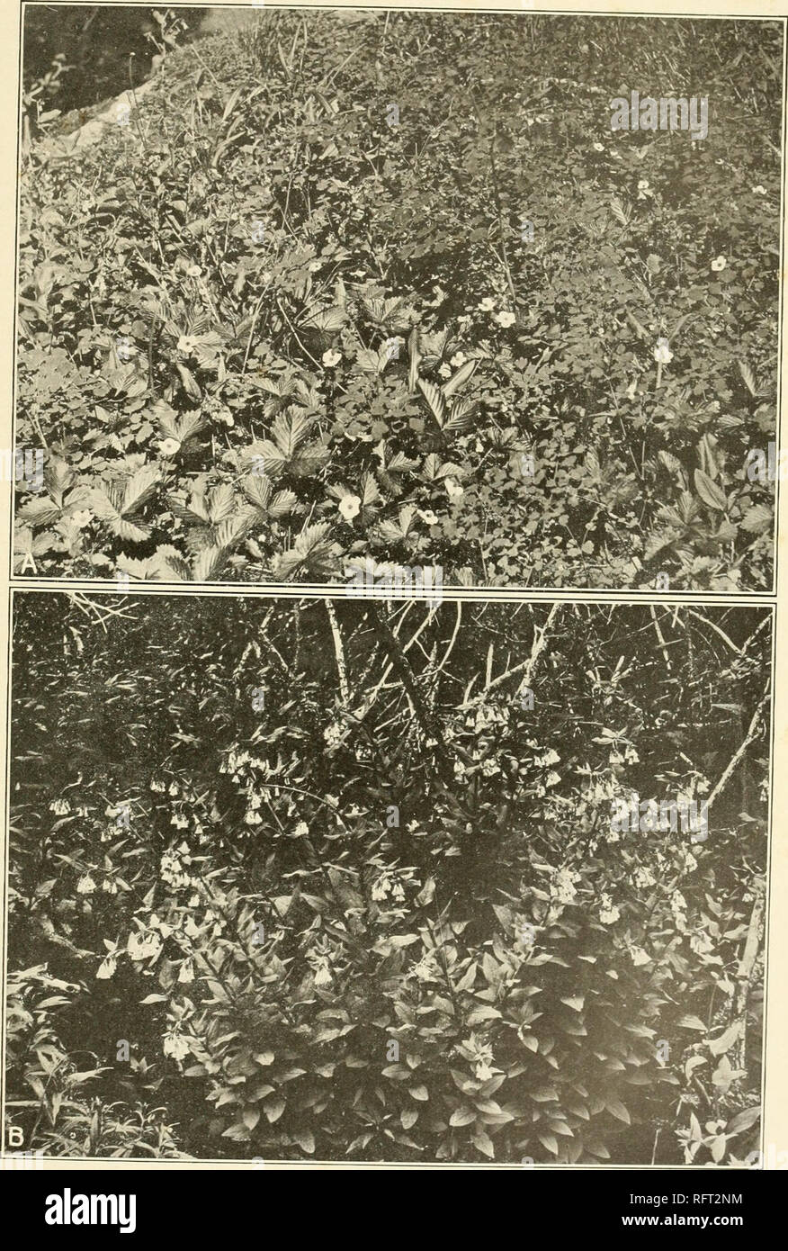 . Carnegie Institution of Washington publication. CLEMENTS PLATE 14. A. F ragaria and Thalictrum, indicators of medium shade in montane forest, Minnehaha. Colorado. B. Mertensia sibirica, indicator of deep shade in montane forest, Long's Peak, Colorado.. Please note that these images are extracted from scanned page images that may have been digitally enhanced for readability - coloration and appearance of these illustrations may not perfectly resemble the original work.. Carnegie Institution of Washington. Washington, Carnegie Institution of Washington Stock Photo