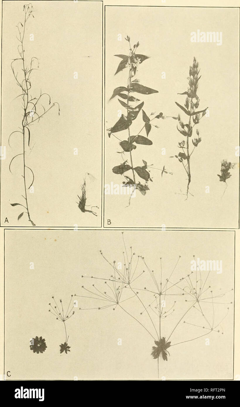 . Carnegie Institution of Washington publication. PLATE 11. A. Normal Cam/./inula rotundifolia at 8,300 feet, and alpine ecad at 14,100 feet, Pike's Peak, Colorado. B. Shade ecad and normal Gentiana amarella at 8,300 feel and alpine ecad a1 1.3,000 feet, Pike's Peak. C. Alpine ecad, normal form and shade ecad of Androsace septentrionalis, Pike's Peak.. Please note that these images are extracted from scanned page images that may have been digitally enhanced for readability - coloration and appearance of these illustrations may not perfectly resemble the original work.. Carnegie Institution of  Stock Photo