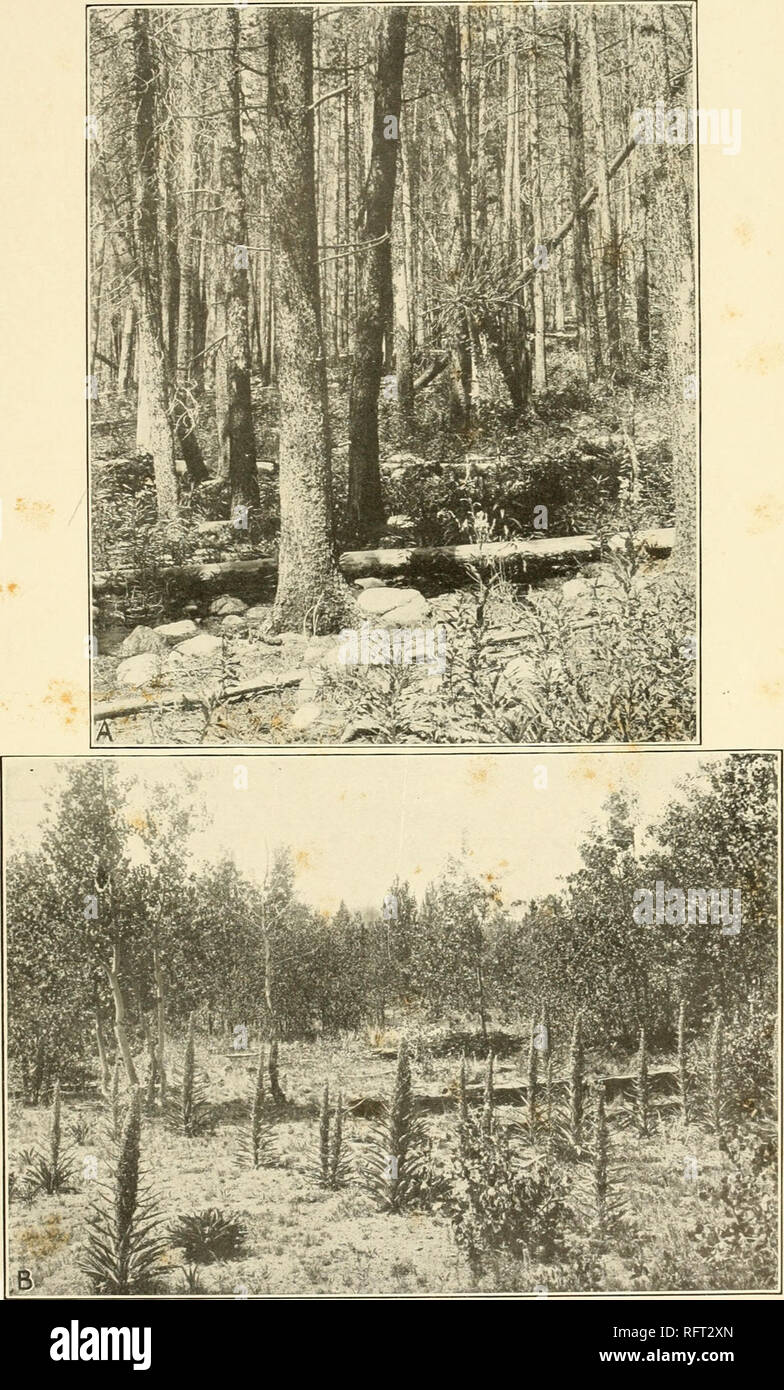 . Carnegie Institution of Washington publication. CLEMENTS. A. Lodgepole forest (Piims contorta) indicating fire, Long's Peak, Colorado. B. Aspen woodland (Populus tremuloides) arising from root-sprouting due to fire, Long's Peak.. Please note that these images are extracted from scanned page images that may have been digitally enhanced for readability - coloration and appearance of these illustrations may not perfectly resemble the original work.. Carnegie Institution of Washington. Washington, Carnegie Institution of Washington Stock Photo