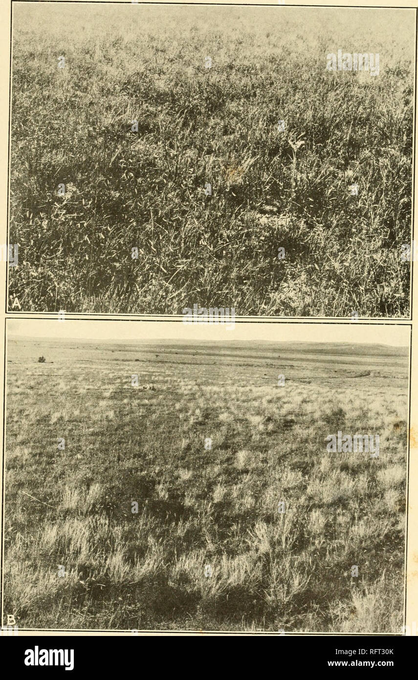 . Carnegie Institution of Washington publication. CLEMENTS PLATE 1. A. Short-grass (Bouteloua gracilis) on hard land, Colorado Springs, Colorado. B. ^ ire-grass (Aristida purpurea) on short-grass land, Walsenburg, Colorado.. Please note that these images are extracted from scanned page images that may have been digitally enhanced for readability - coloration and appearance of these illustrations may not perfectly resemble the original work.. Carnegie Institution of Washington. Washington, Carnegie Institution of Washington Stock Photo