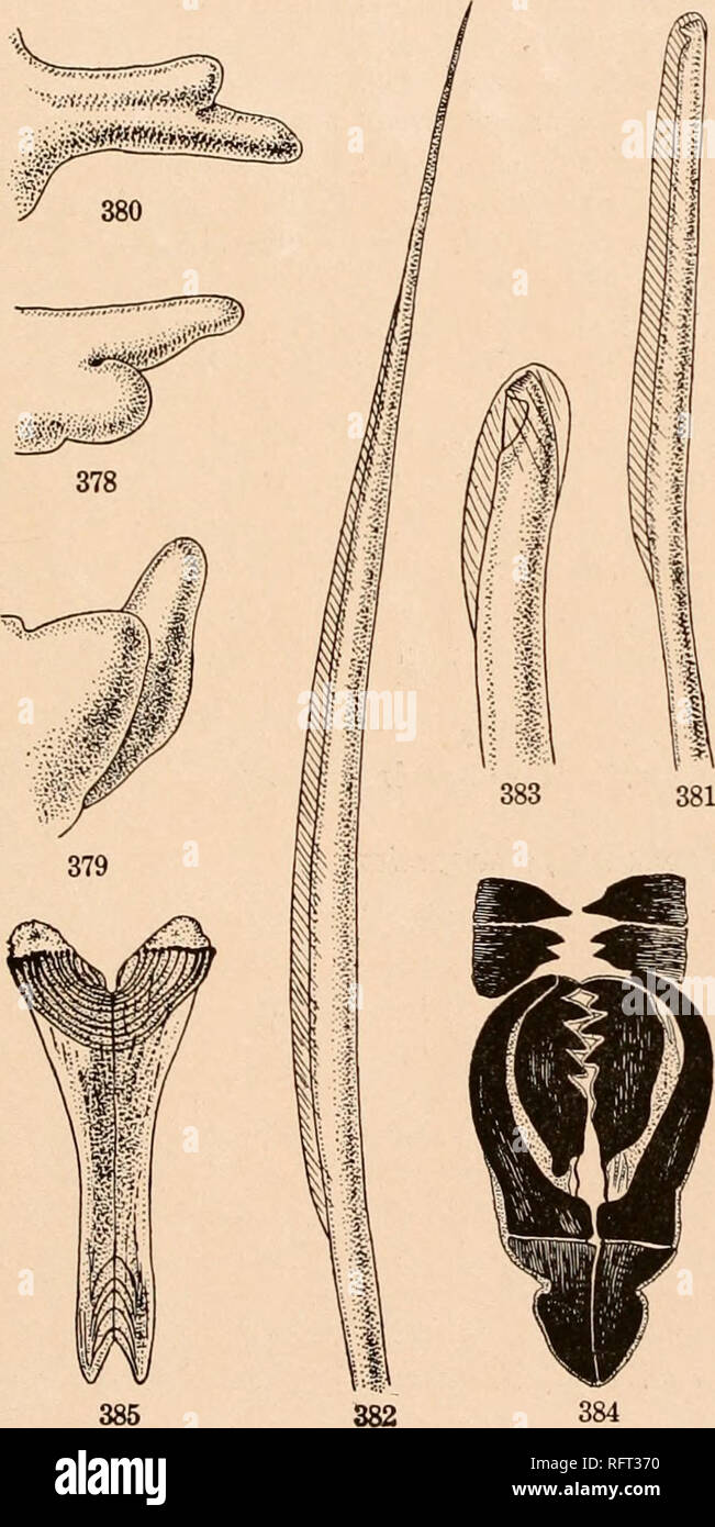 . Carnegie Institution of Washington publication. LEODICID^E OF THE WEST INDIAN REGION. 103 them for the outer two-thirds of their course. The shaft of the mandible is marked toward its posterior end by brown concentric lines much more easily seen on the dorsal than on the ventral surface. My specimens of L. nasuta were taken from Tuckerstown Bay and Boat Bay, Ber- muda, while Yen-ill's were from Flatts Inlet, thus not far removed from the former of my two localities. Lumbrinereis maculata Treadwell. (Plate 8, figure 10; text-figures 378 to 385.) Lumbriconereis mnculata Treadwell, 1901, p. 198 Stock Photo
