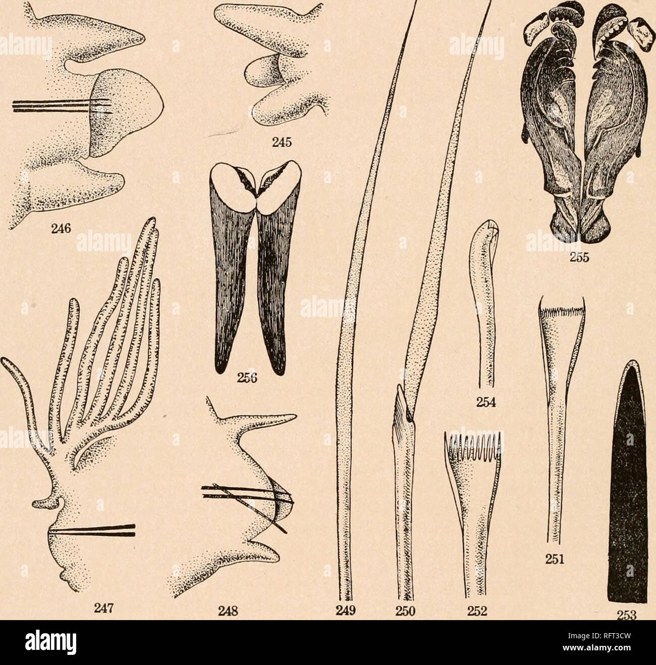 . Carnegie Institution of Washington publication. 72 LEODICID/E OF THE WEST INDIAN REGION. minal teeth longer than the others. In the gilled somites a second form appears and in this region is more numerous than the first. These (text-figure 252) are flatter than the others and have about 12 equal-sized, very large teeth. The aciculse throughout the anterior portion of the body and those situated dorsally in the parapodium farther back are very black in color with bluntly rounded ends, the extreme tip covered with a colorless layer (text-figure 253). The ventral acicula, which appears in poste Stock Photo