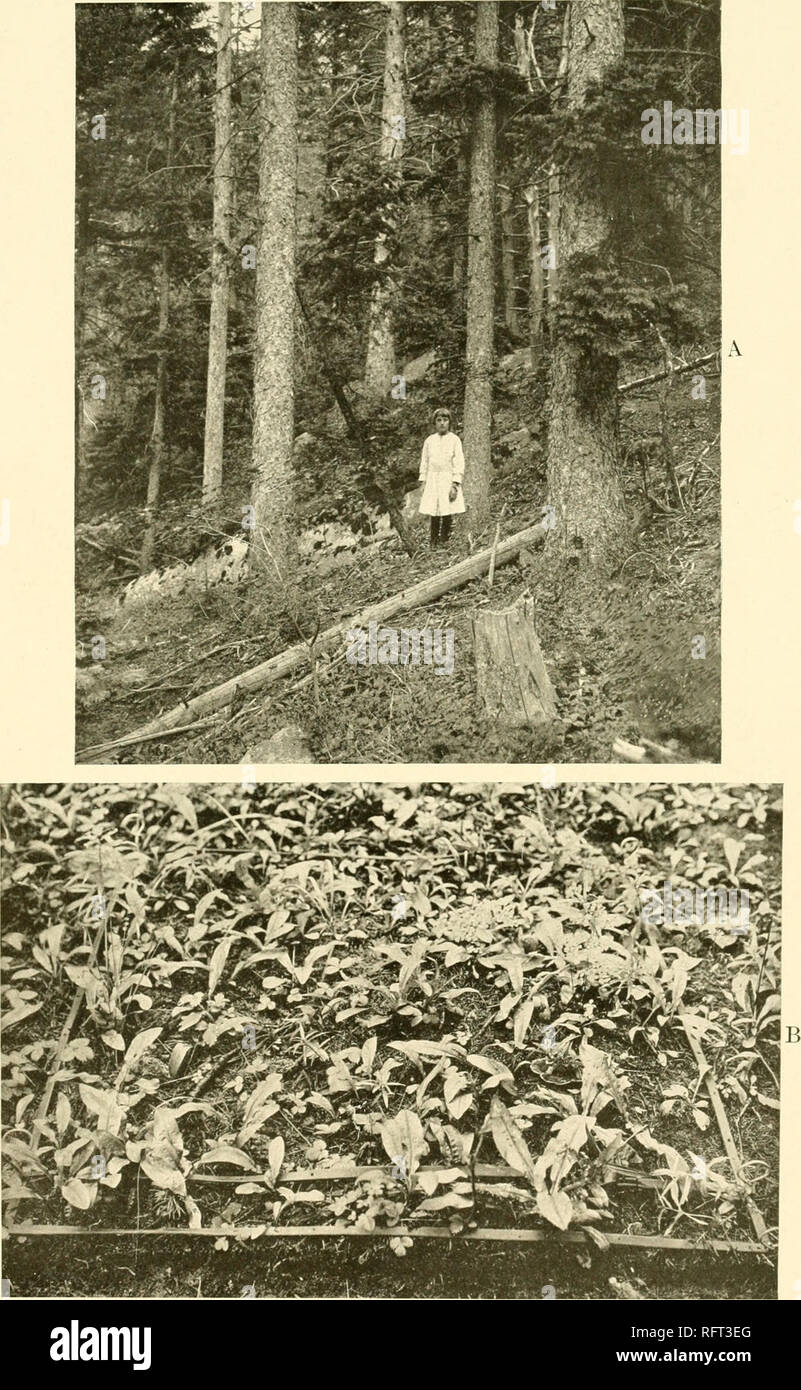 . Carnegie Institution of Washington publication. . A. Picea engelmanni consociation, showing the forest floor. B. Quadrat in the same spruce forest, showing Haplopappus parryi, Fragaria virginiana, Thaliclrum fendleri, etc.. Please note that these images are extracted from scanned page images that may have been digitally enhanced for readability - coloration and appearance of these illustrations may not perfectly resemble the original work.. Carnegie Institution of Washington. Washington, Carnegie Institution of Washington Stock Photo