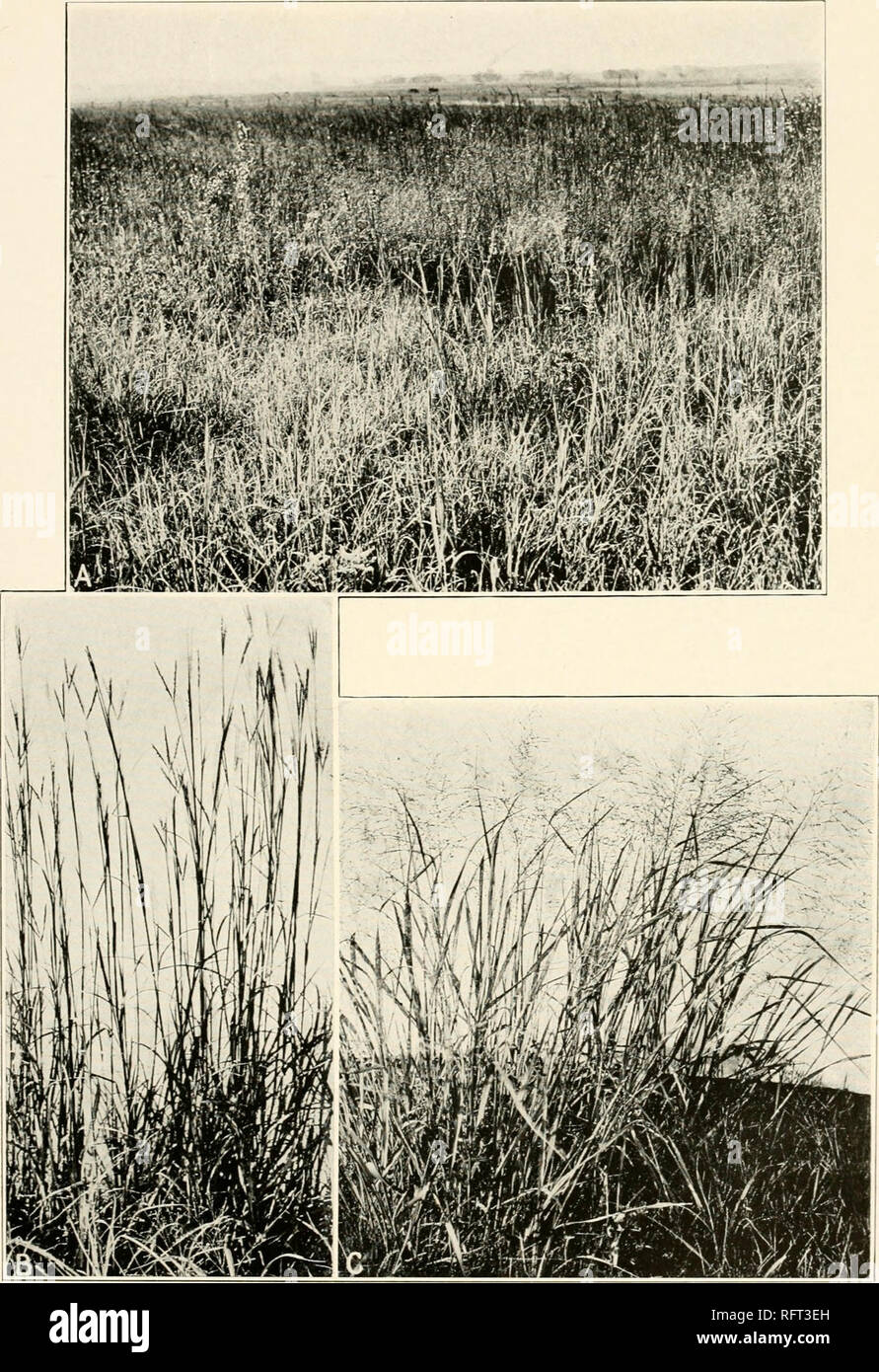 . Carnegie Institution of Washington publication. . A. Prairie near the lowland station at Lincoln, Nebraska. B. Andropogon furcatus on low prairie. C. Panicum virgatum on low prairie.. Please note that these images are extracted from scanned page images that may have been digitally enhanced for readability - coloration and appearance of these illustrations may not perfectly resemble the original work.. Carnegie Institution of Washington. Washington, Carnegie Institution of Washington Stock Photo