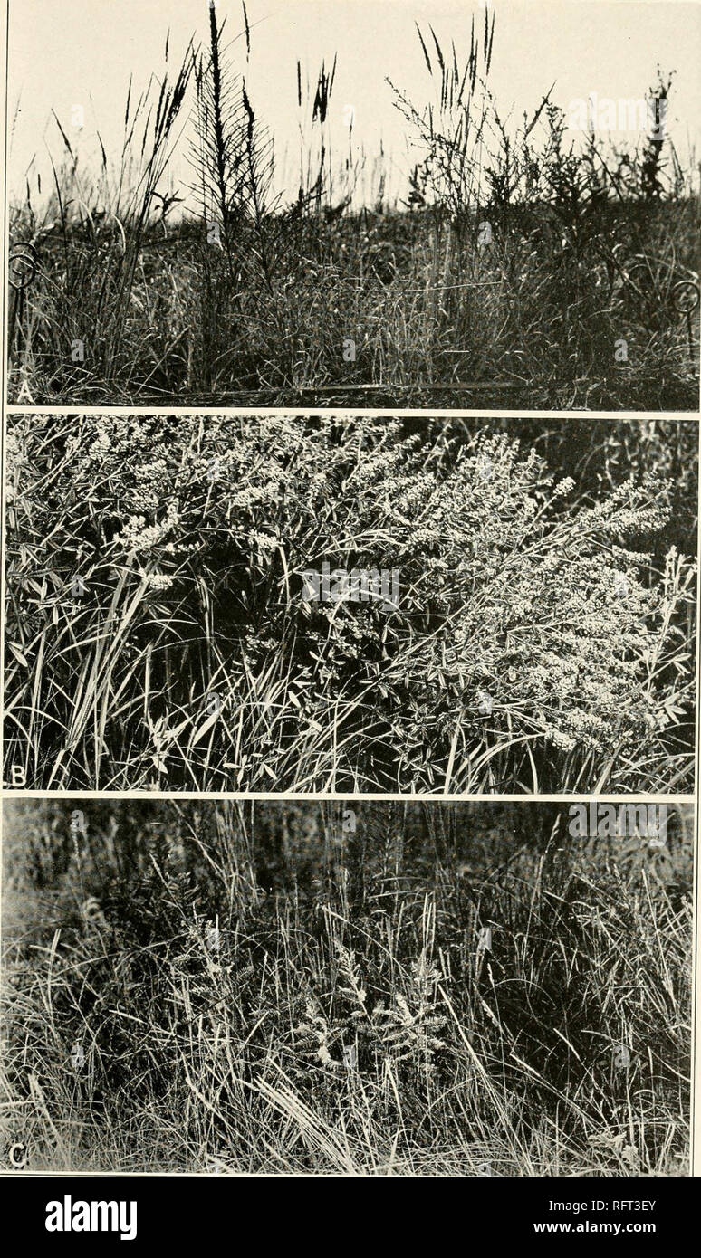 . Carnegie Institution of Washington publication. PLATE 5. 'SfvHA-'Wi.. .1 A. View along edge of an upland prairie quadrat where the bisect (plate A) was made. B. Society of Psoralen tenuiflora floribunda in true prairie. C. A meter quadrat in the upland prairie station at Lincoln.. Please note that these images are extracted from scanned page images that may have been digitally enhanced for readability - coloration and appearance of these illustrations may not perfectly resemble the original work.. Carnegie Institution of Washington. Washington, Carnegie Institution of Washington Stock Photo