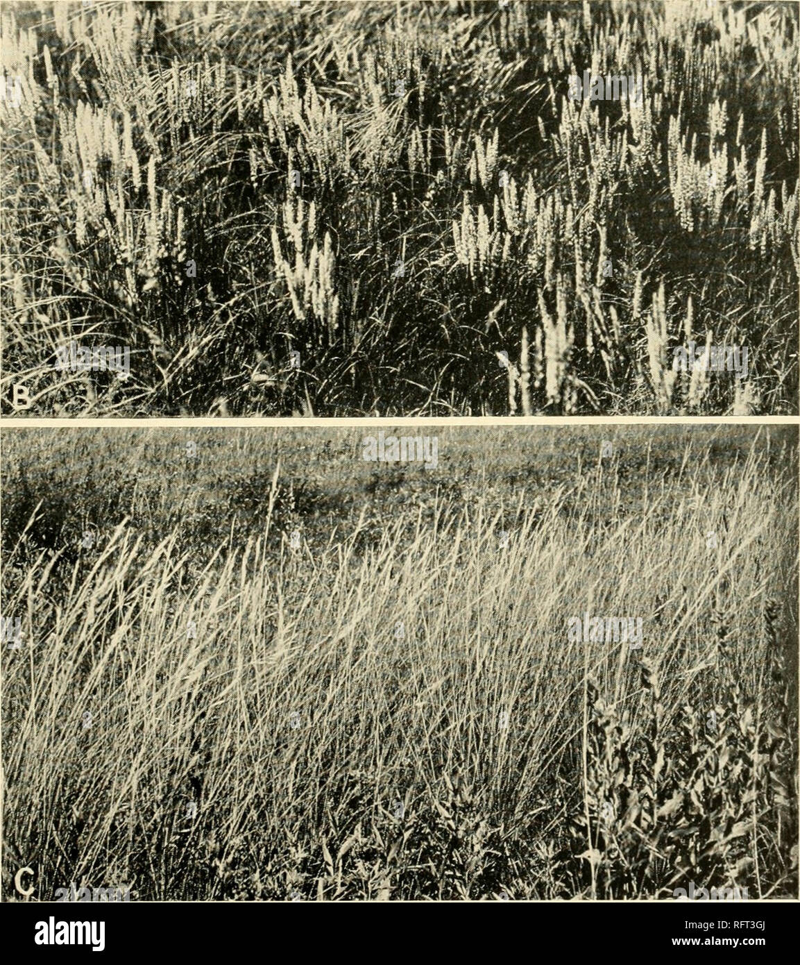 . Carnegie Institution of Washington publication. . A. True prairie near Lincoln, Nebraska, dominated by tall-grasses and with mam- herbaceous societies. B. Koeleria cristata in true prairie, eastern Nebraska, in June. C. Stipa sparlea and Solidago rigida, Minneapolis, Minnesota.. Please note that these images are extracted from scanned page images that may have been digitally enhanced for readability - coloration and appearance of these illustrations may not perfectly resemble the original work.. Carnegie Institution of Washington. Washington, Carnegie Institution of Washington Stock Photo