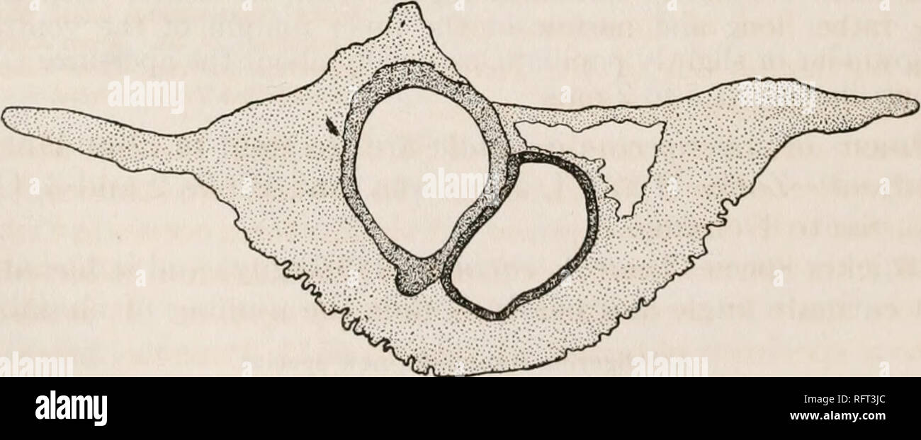 . Carnegie Institution of Washington publication. 46 GEOLOGY AND PALEONTOLOGY OF THE WEST INDIES. ventral side with the sutures very similar to those otA.angulata-, the umbilicate region solid, with clearer shell material; surface of test granular throughout, opaque, causing the sutures on both sides to be indistinct; aperture ventral, elongate. Diameter, 1 to 1.25 mm. This species was found in considerable numbers at Zone G, Rio Gurabo, Santo Domingo. It differs from A. angulata in its rounded periphery, granular, opaque surface, broadly rounded ventral side, and inconspicuous sutures. Asteri Stock Photo