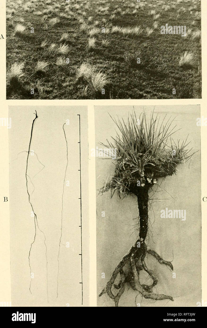 . Carnegie Institution of Washington publication. WEAVER PLATE 18. A. The plains association near Colorado Springs, showing Aristida purpurea bunches in Bouteloua gracilis tm'f. B. Psoralea lenuiflora in two sections. C. Yucca glaiica.. Please note that these images are extracted from scanned page images that may have been digitally enhanced for readability - coloration and appearance of these illustrations may not perfectly resemble the original work.. Carnegie Institution of Washington. Washington, Carnegie Institution of Washington Stock Photo
