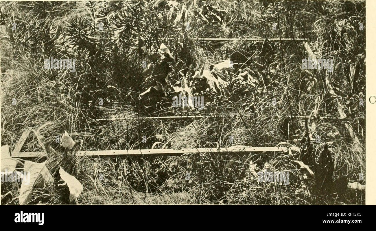 Carnegie Institution Of Washington Publication A I R 2 M J B V Rjv Quot B A Yucca Glauca Showing The Multicipital Stems And Rhizome Habit B Prau Ie Of Southeastern Washington C Meter Quadrat