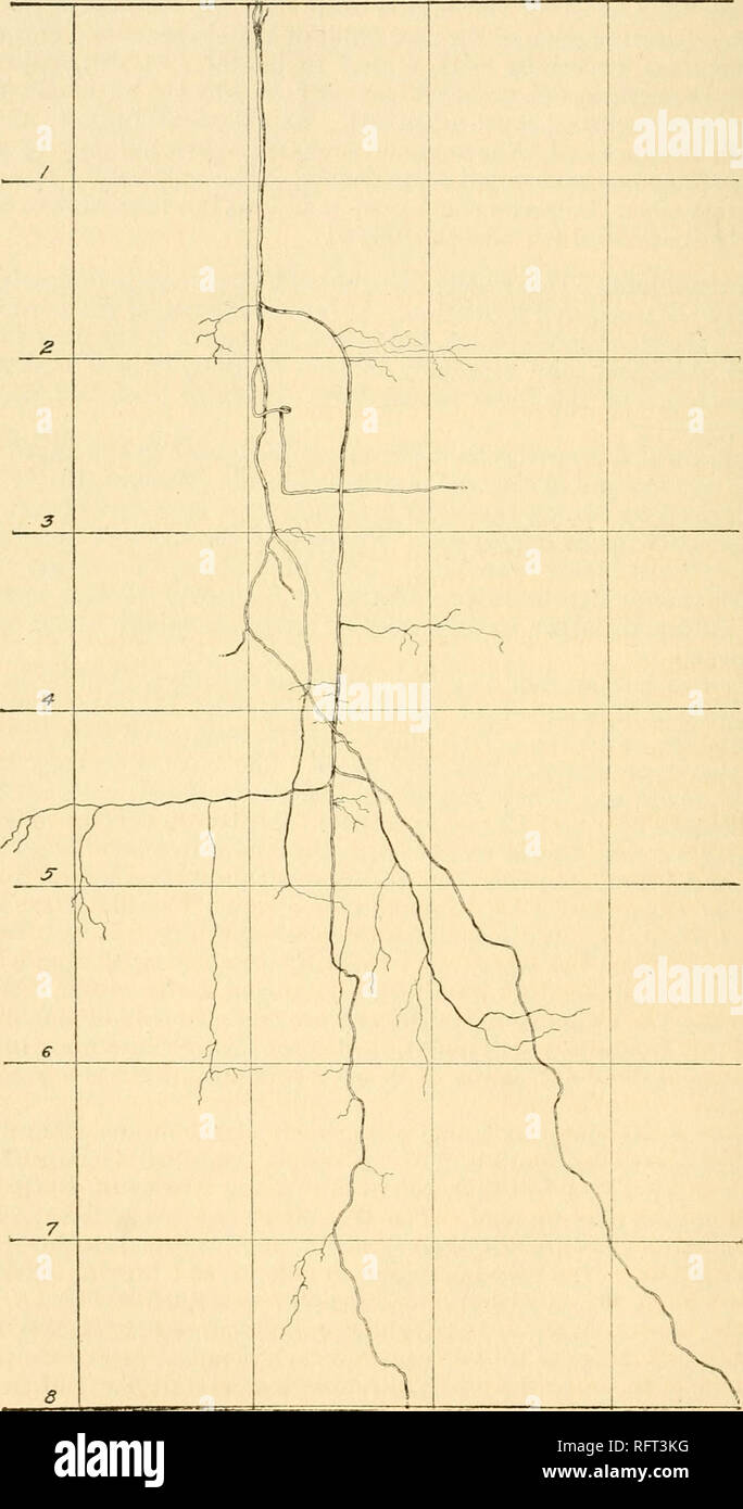 . Carnegie Institution of Washington publication. 86 ROOT DEVELOPMENT IN THE GRASSLAND FORMATION. ones evidently penetrated much deeper. Here, as at Ardmore, the root habit was about the same as that already described. At the latter station roots were traced to a depth of 7 feet in the Pierre clay.. Fig. 30.—Psoralea tenuiflora in short-grass-plains association.. Please note that these images are extracted from scanned page images that may have been digitally enhanced for readability - coloration and appearance of these illustrations may not perfectly resemble the original work.. Carnegie Inst Stock Photo