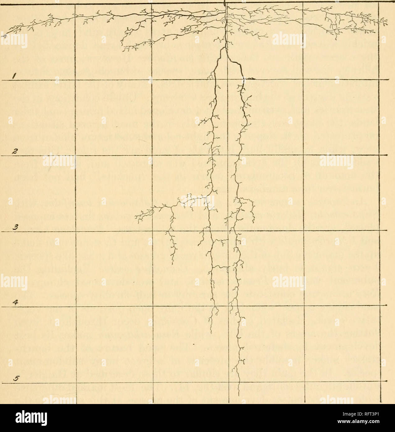 Carnegie Institution of Washington publication. ROOT SYSTEMS OF 