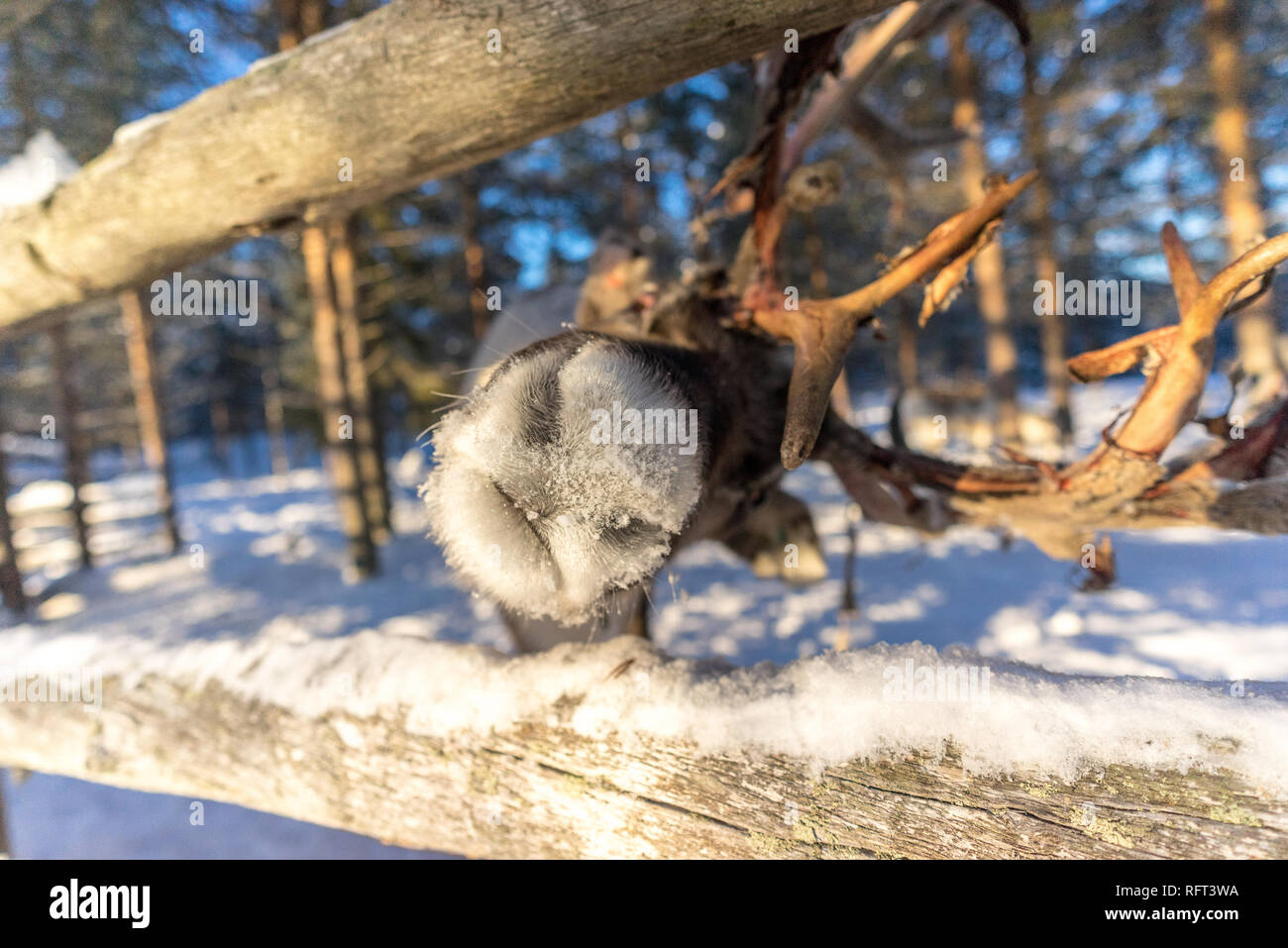 A curious reindeer pokes it’s nose out of an enclosure in Kopara Reindeer Park, Lapland, Finland. Stock Photo