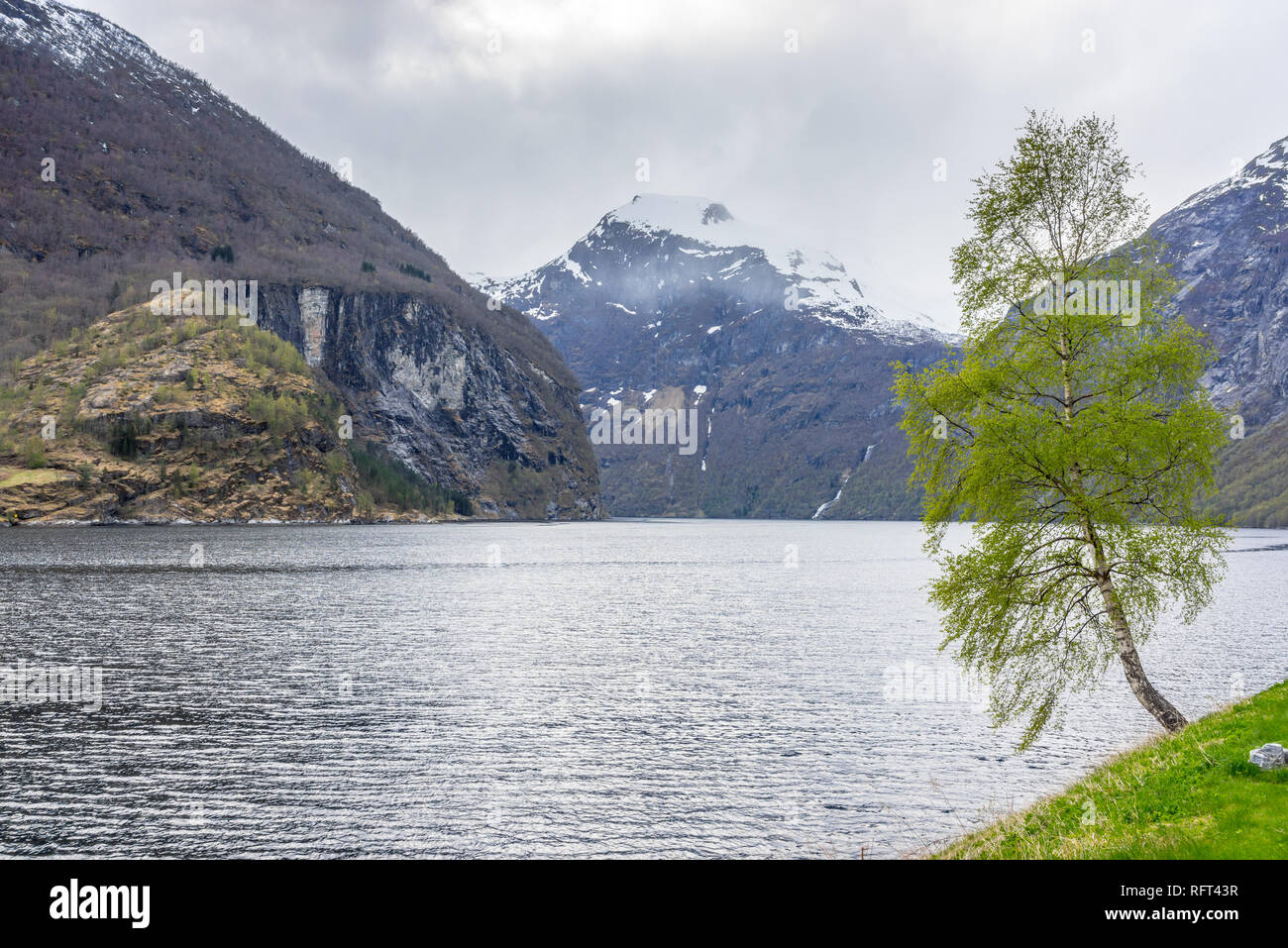 Birch tree on the shore of Geirangerfjord, Norway Stock Photo