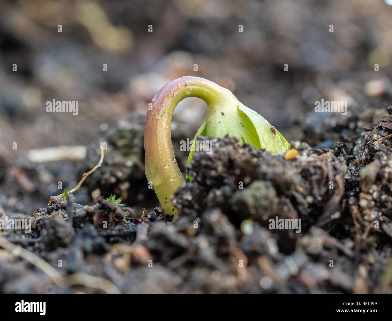A close up of a new bud of a winter aconite Eranthis hyemalis just as it emerges form the soil in January Stock Photo