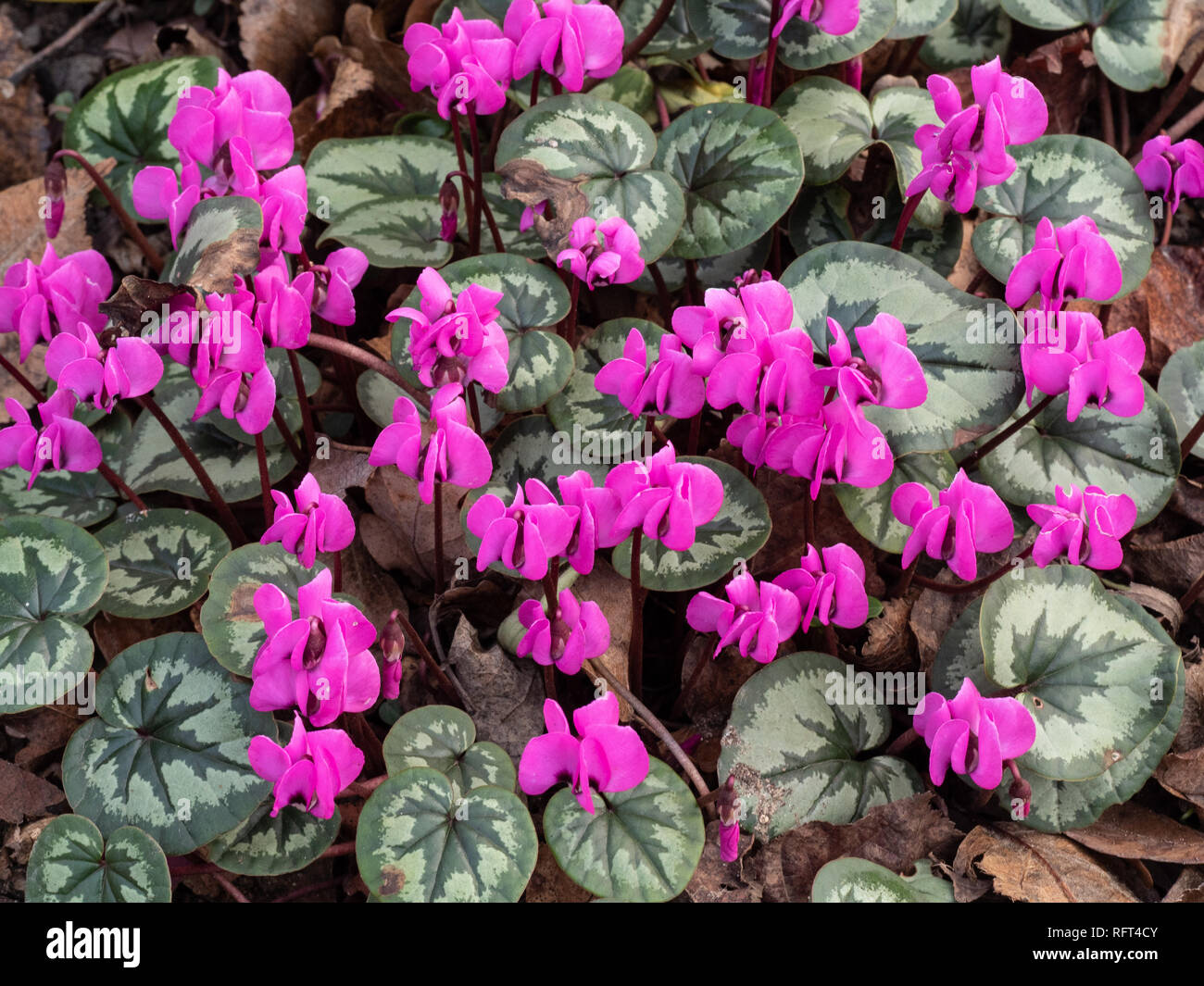 A close up of a carpet of pink Cyclamen coum in full flower in January Stock Photo