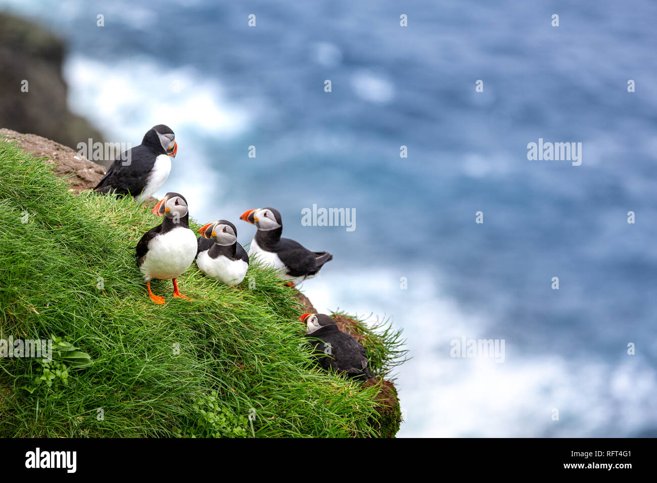 Puffins at Faroe Islands, landscape. Wild europe Stock Photo